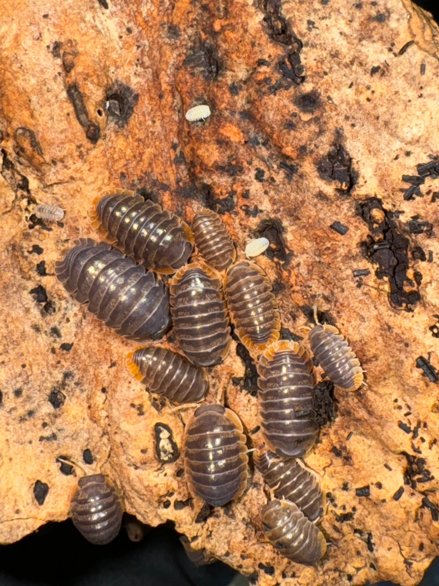 Cubaris Miyako “Japanese Red Skirt”