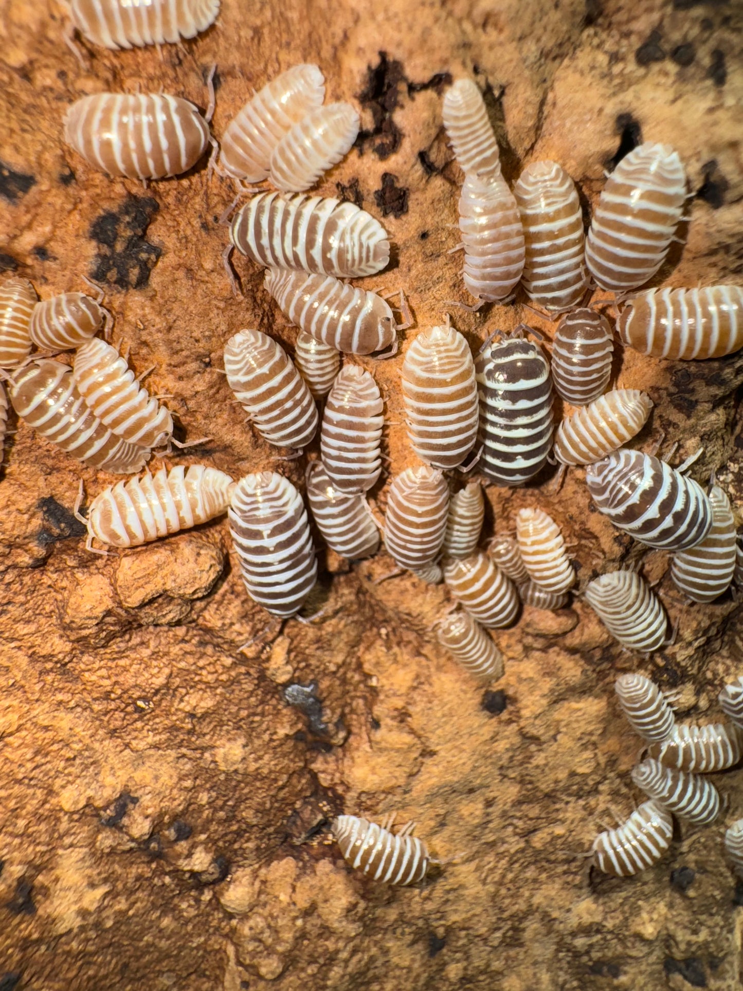 Armadillidium Maculatum “Chocolate Zebra”