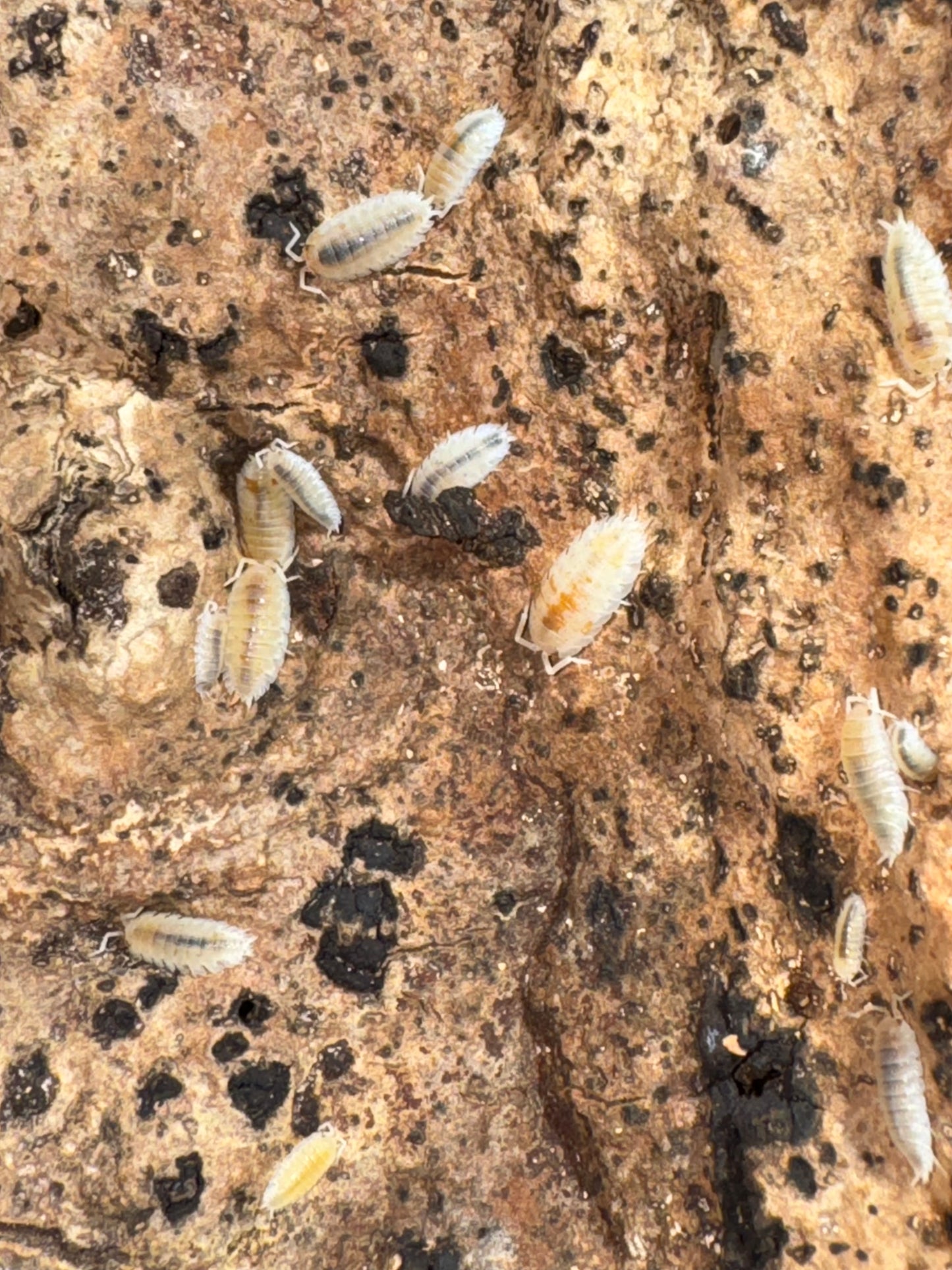 Porcellio Scaber Orange Dalmation