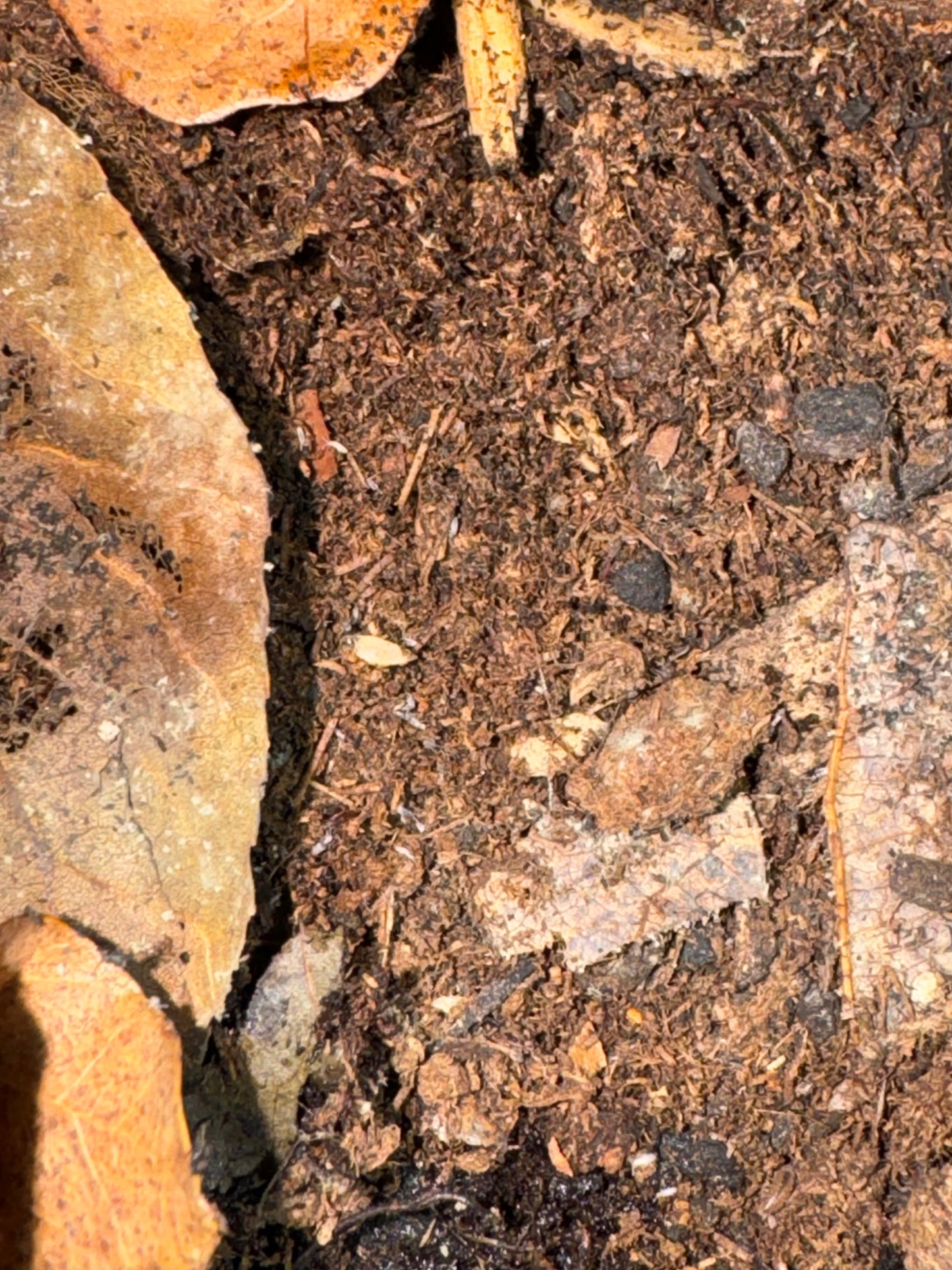 “Dwarf Purple Isopods” Coasta Rican" (Trichoniscus sp.)