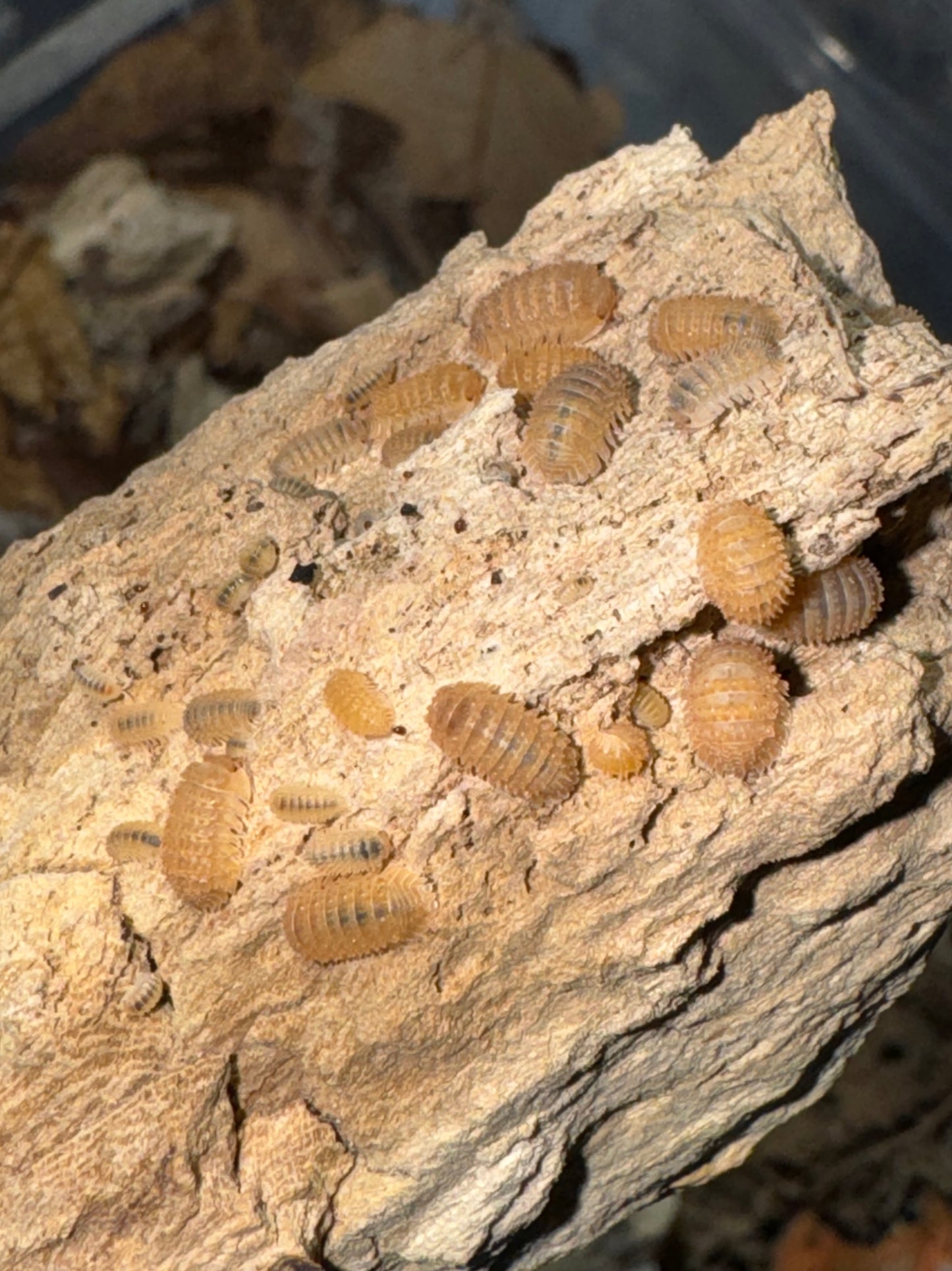 Christarmadillidium Maculatum Pineapple Spikey