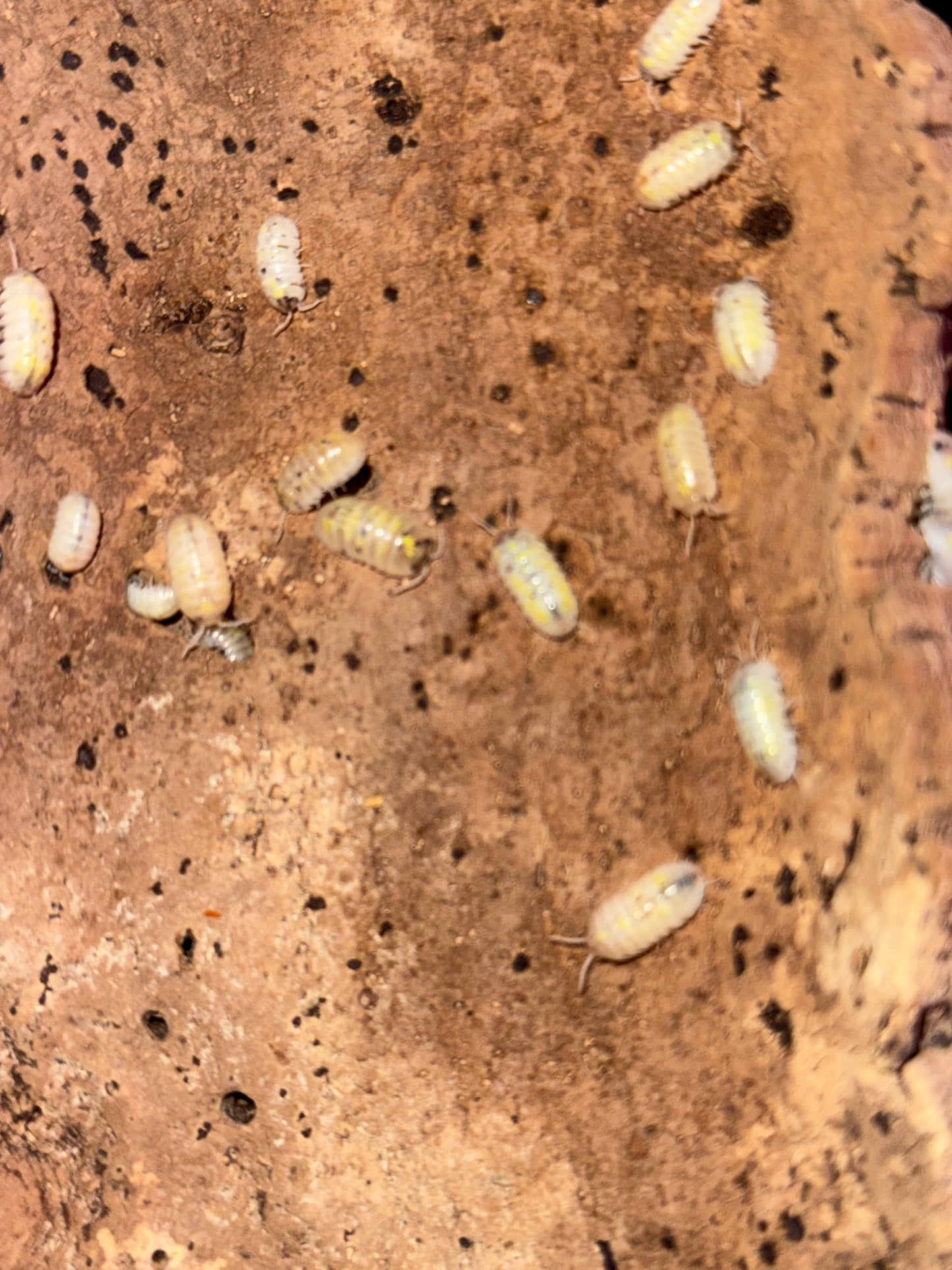 Armadillidium Japanese Magic Potion