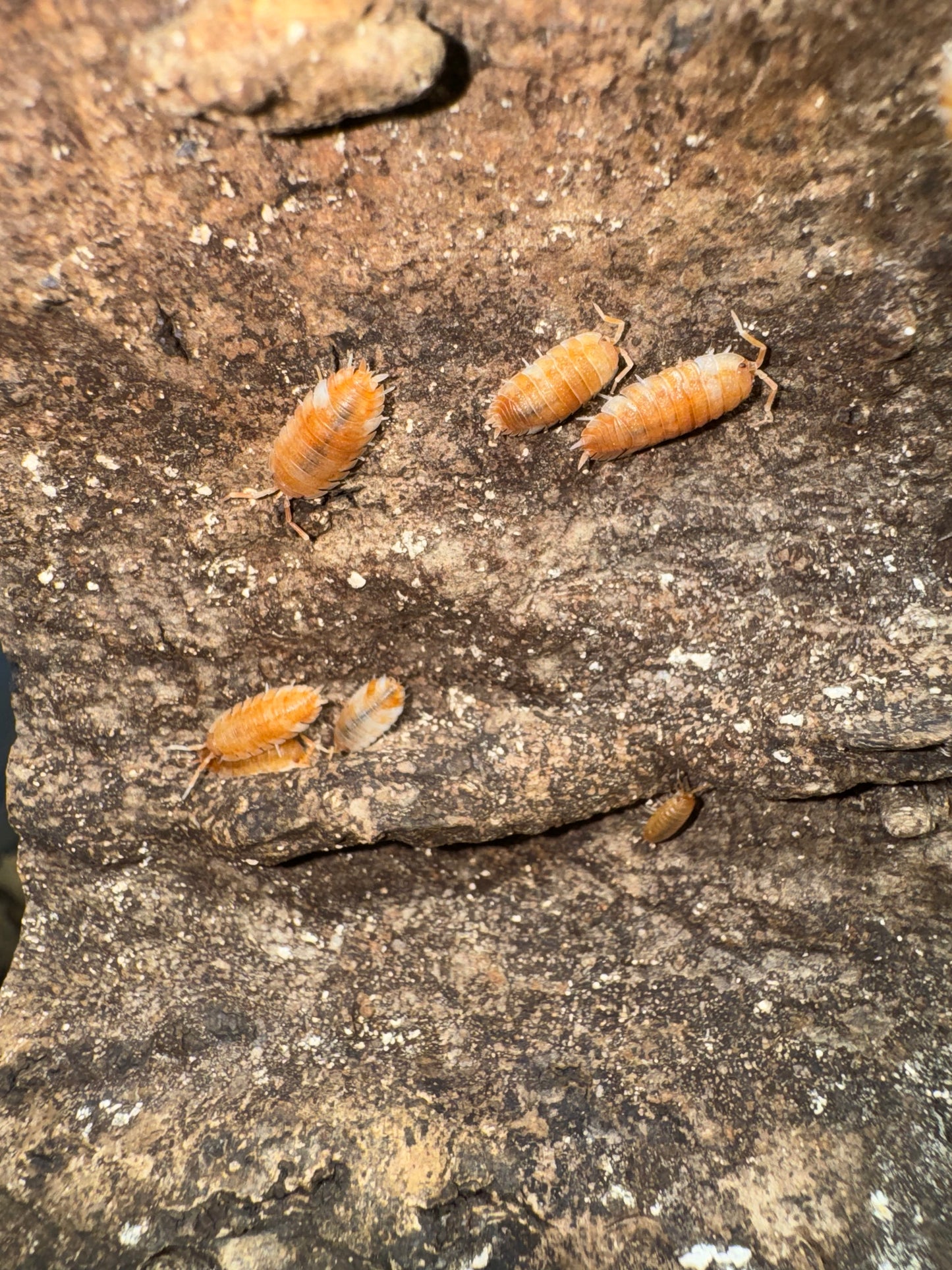 Porcellio Scaber “Orange Koi”