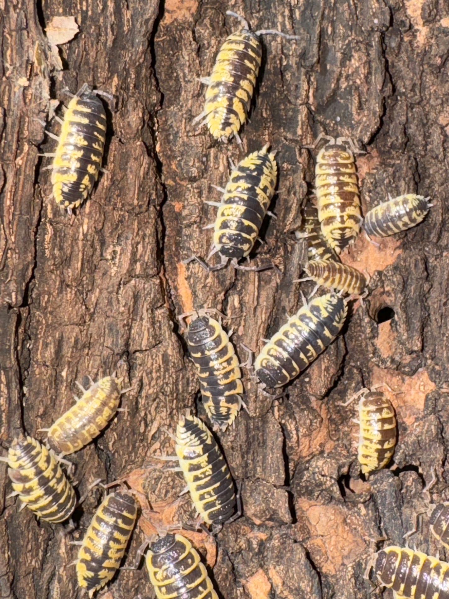 Porcellio Oranatus High Yellow