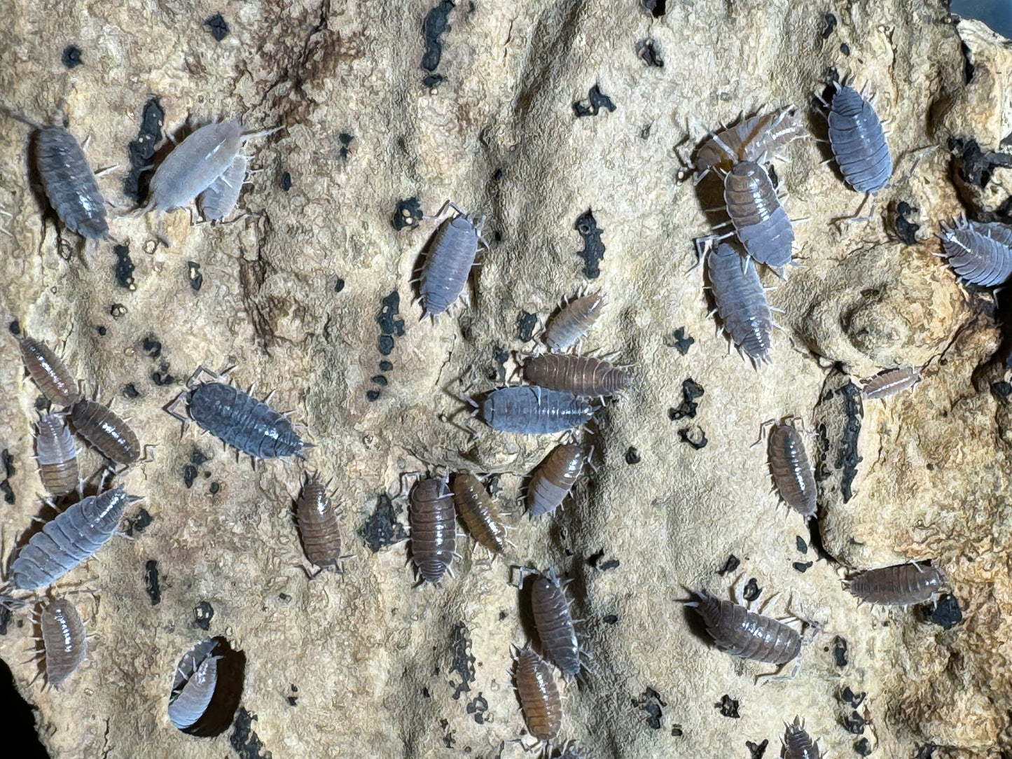 Pruinosis Estacado “Ghost Towns”