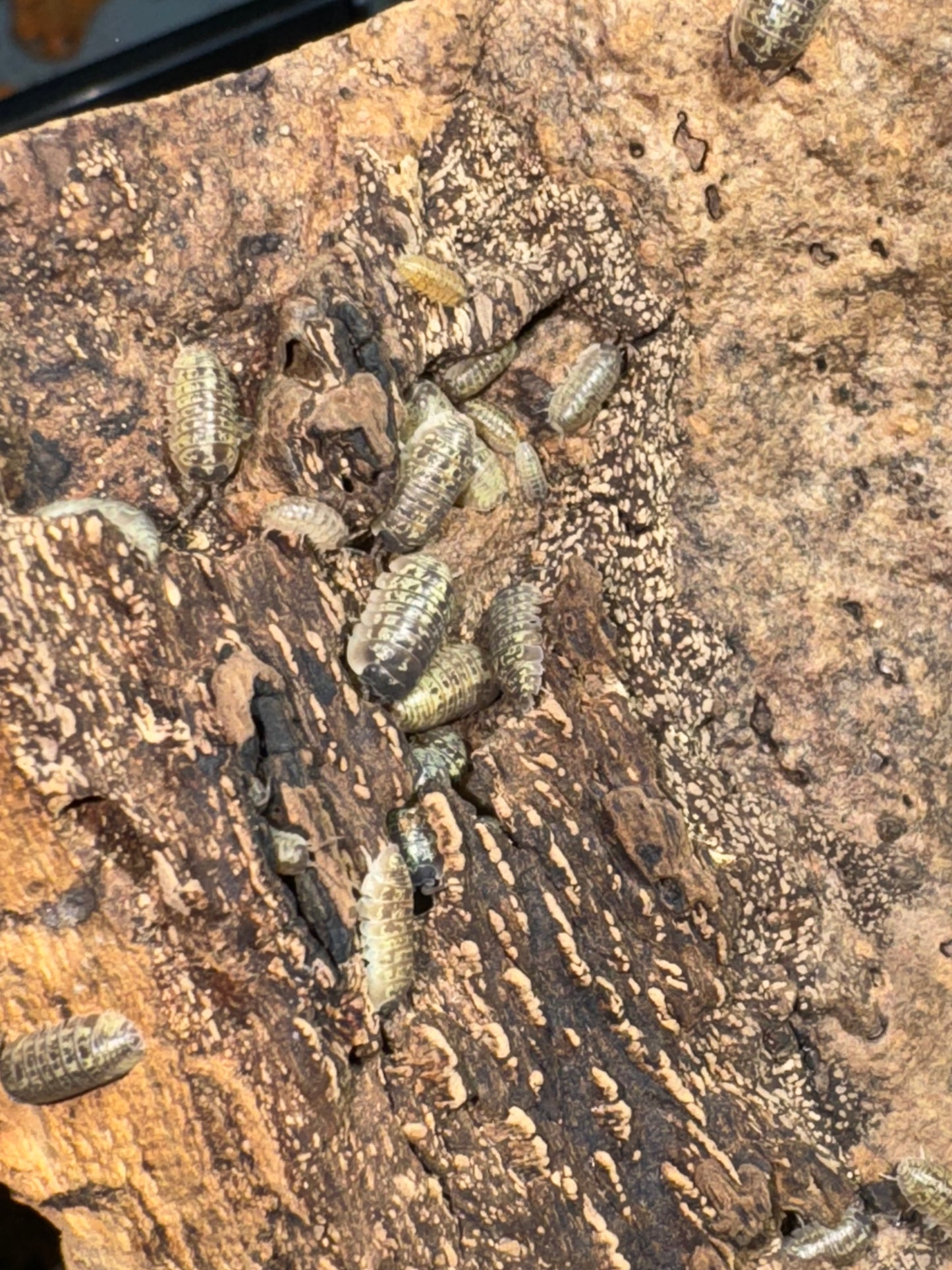 Armadillidium Versicolor “Ukraine”