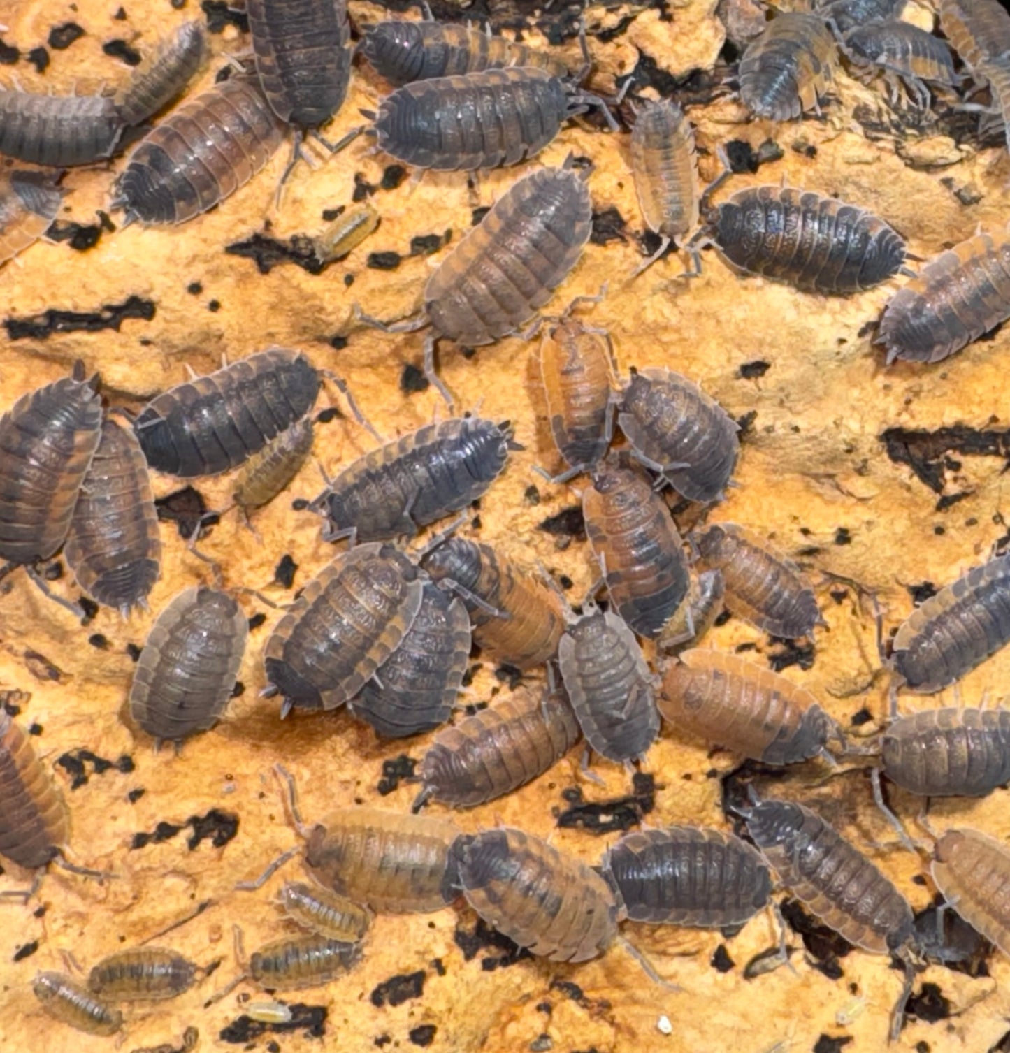 Porcellio Scaber “Lava”