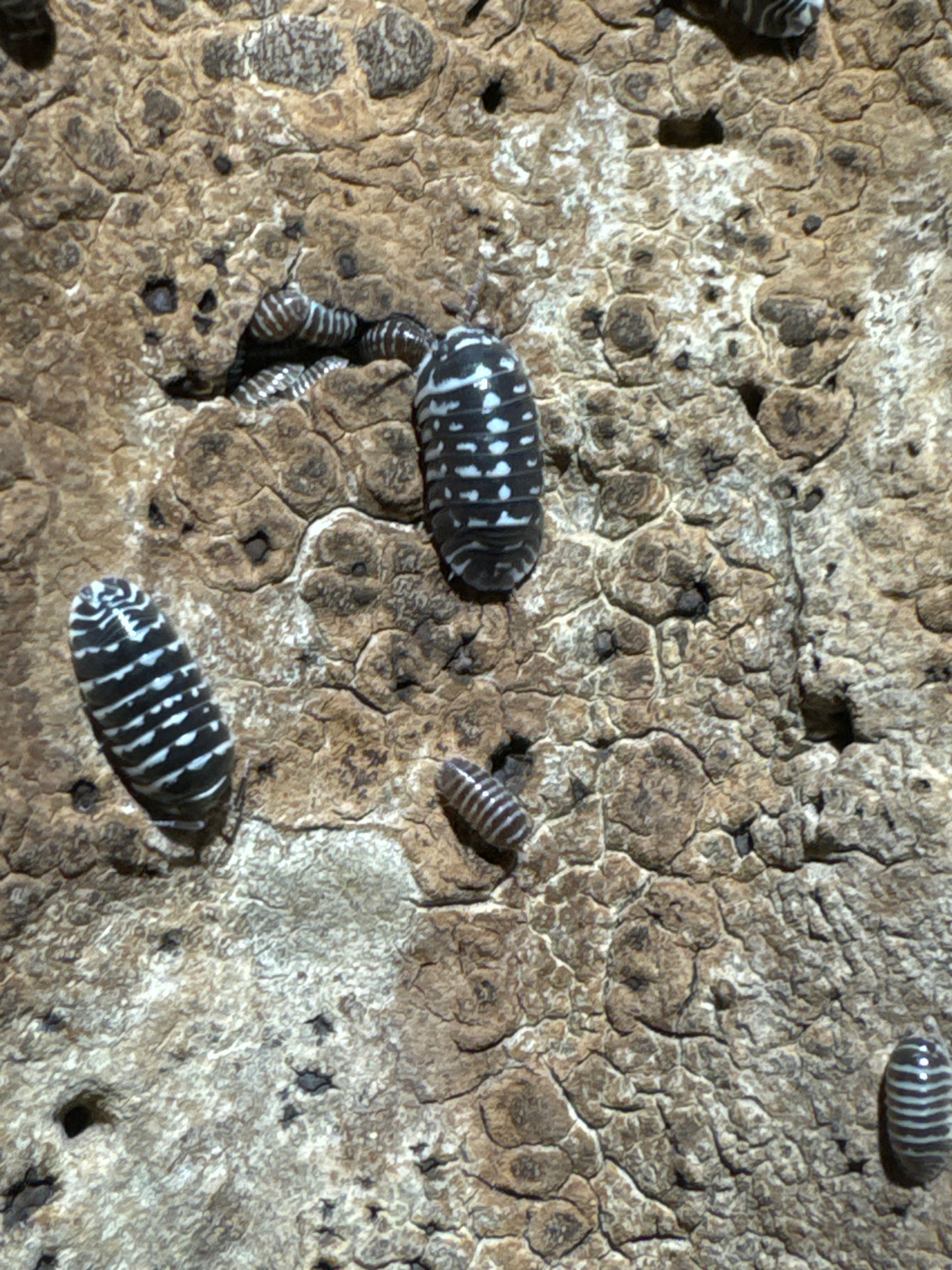Armadillidium Maculatum Culture - "Zebra"