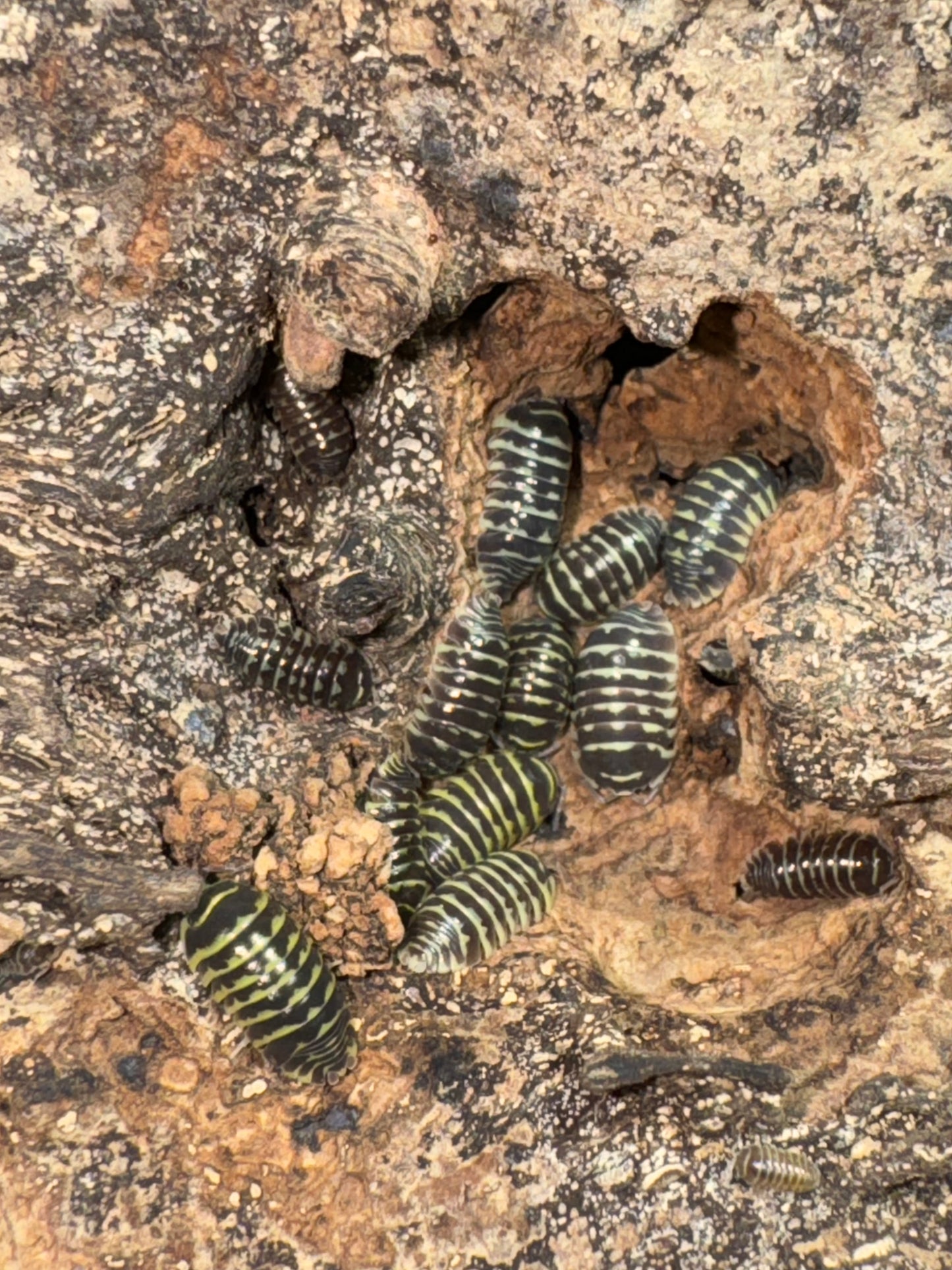 Armadillidium Maculatum “Yellow” Zebra