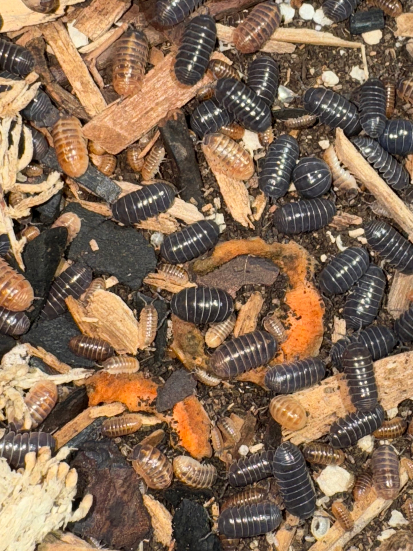 Armadillidium Vulgare Punta Cana