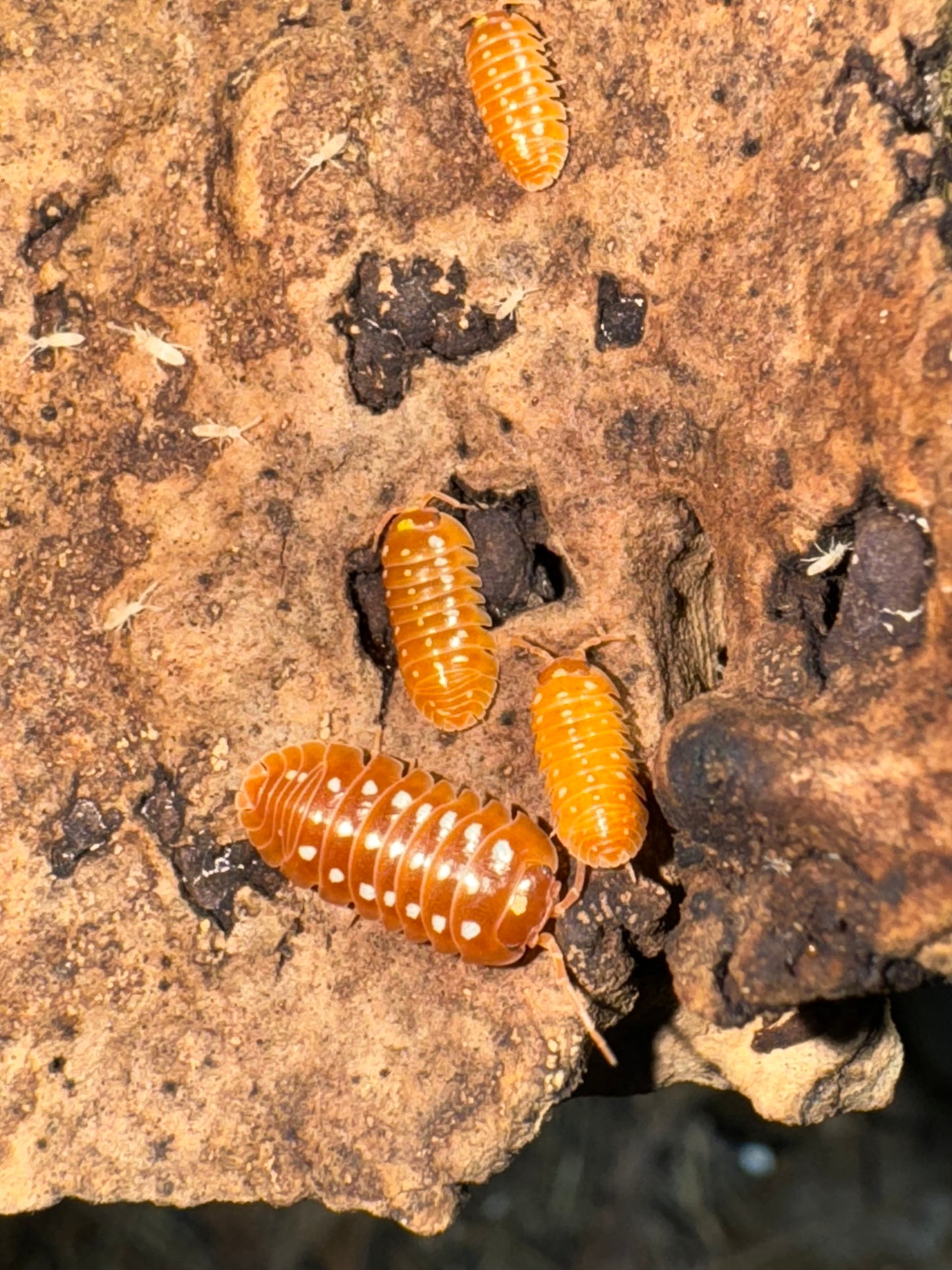 Armadillidium Klugi “Orange” Clowns