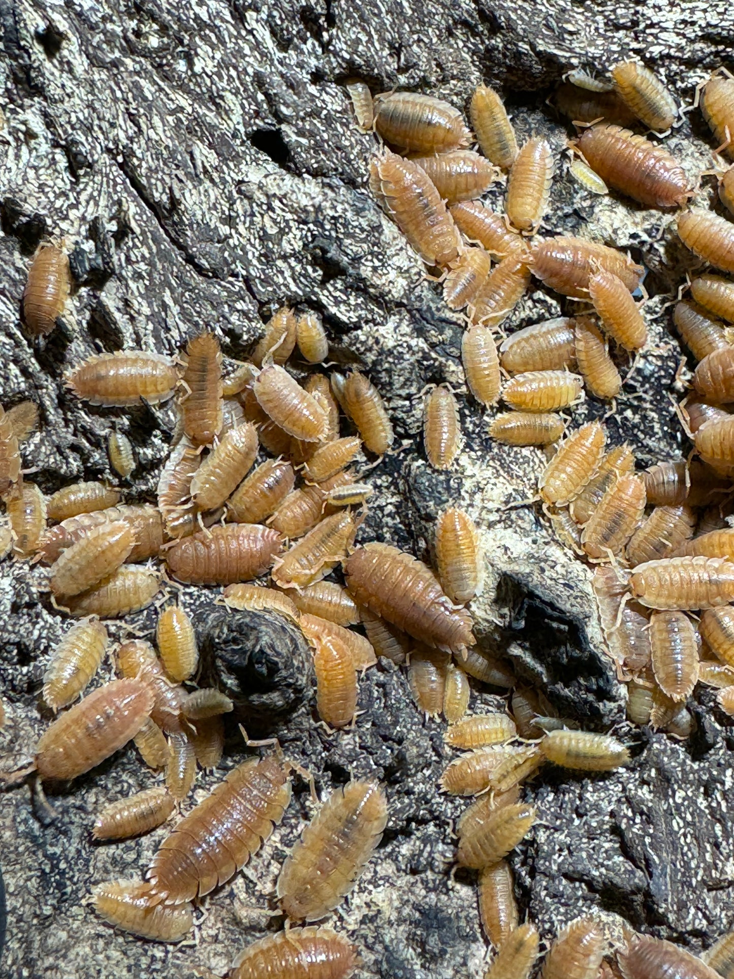 Porcellio Scaber “Spanish Orange”
