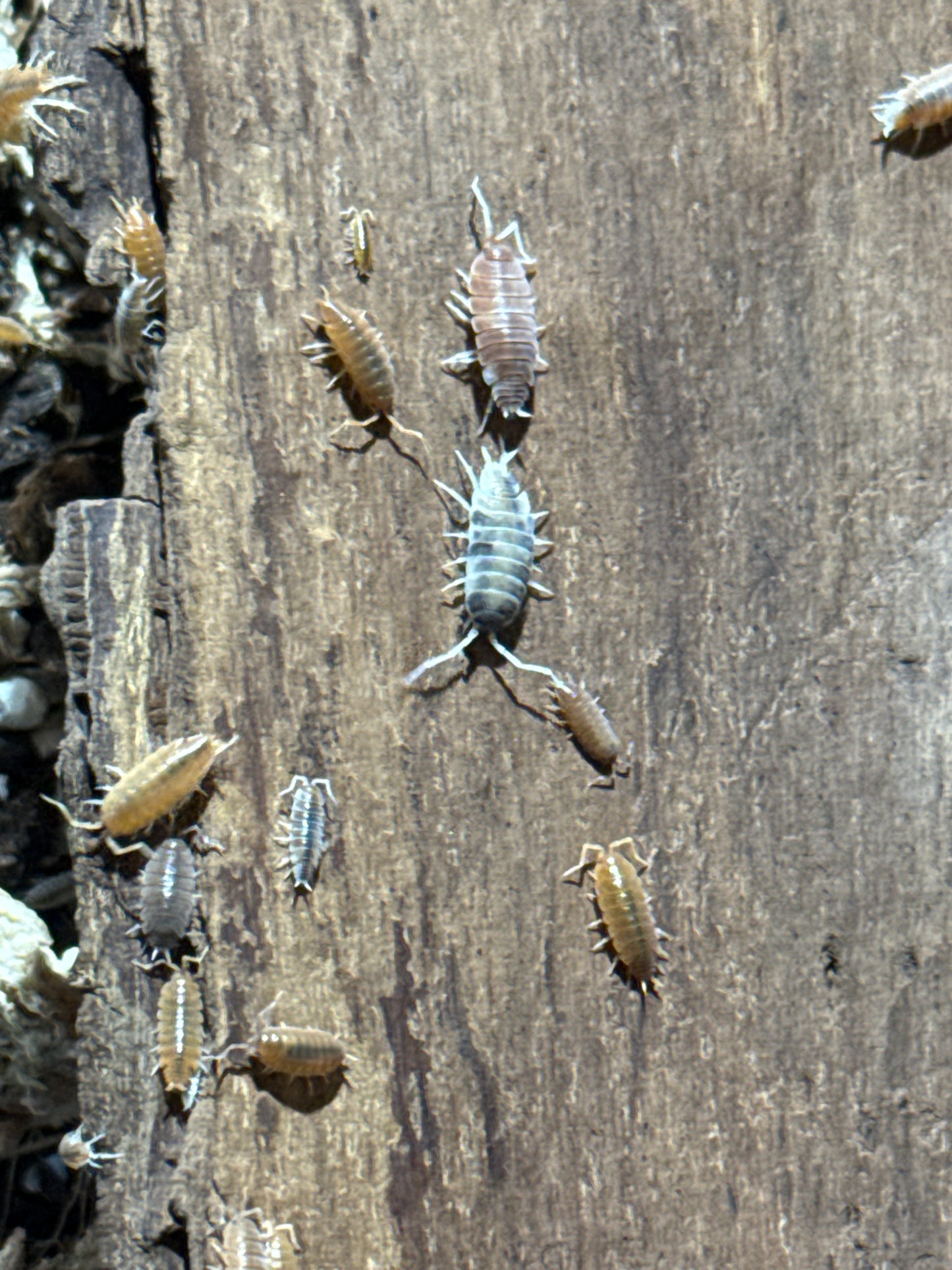 P. Pruinosus “Candy Crush Mix”