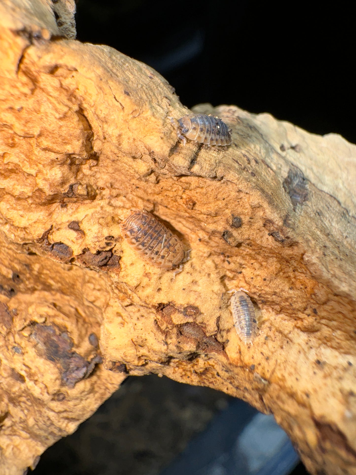 Pumpkin Spice Lentus