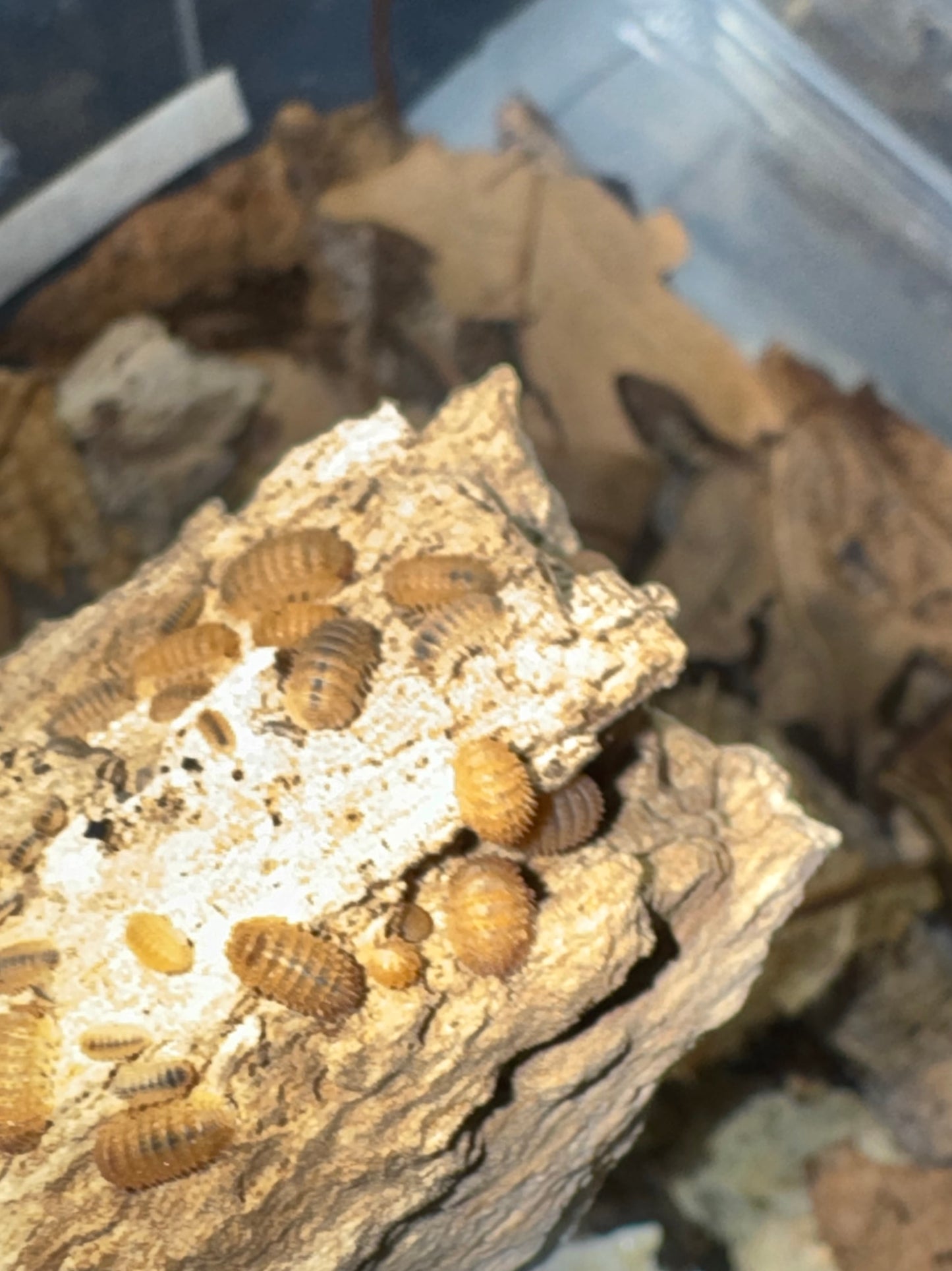 Christarmadillidium Maculatum Pineapple Spikey