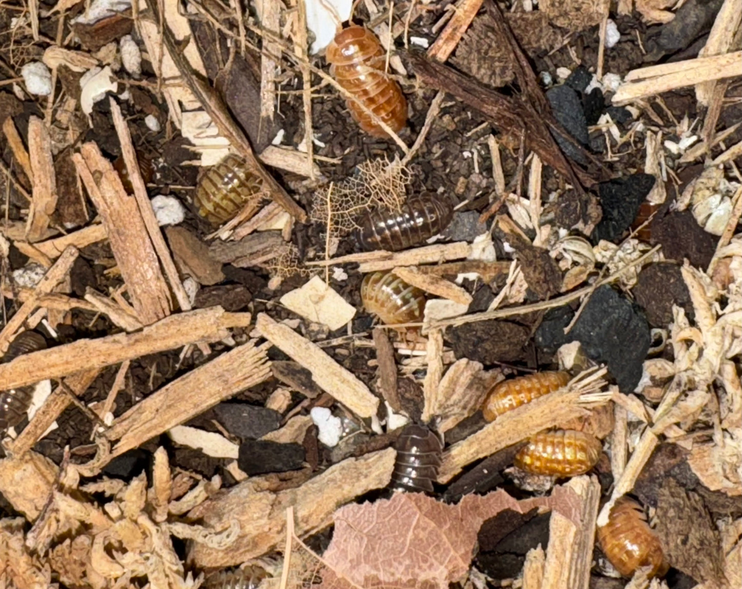 Armadillidium Vulgare “Gem Mix”