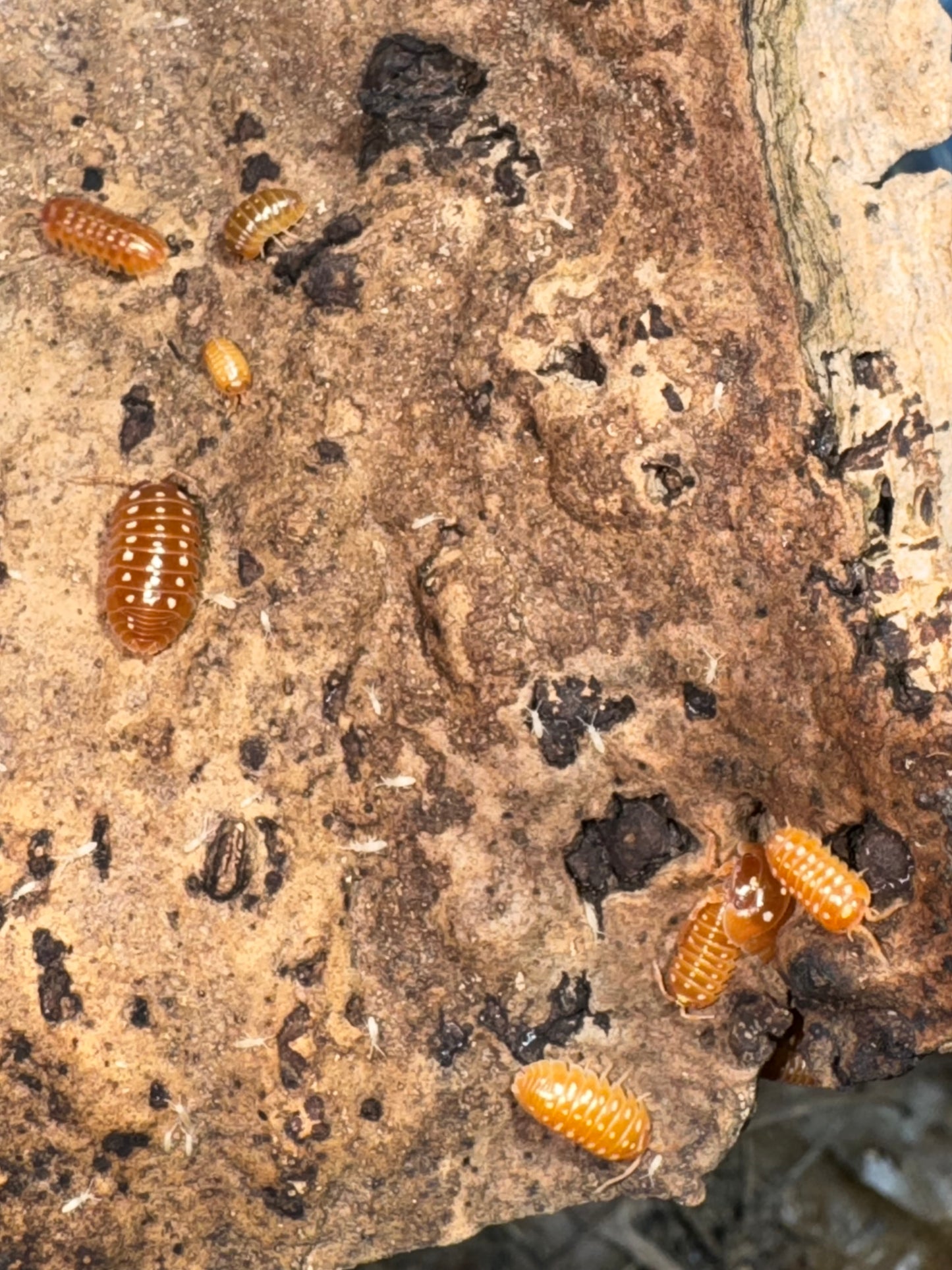 Armadillidium Klugi “Orange” Clowns