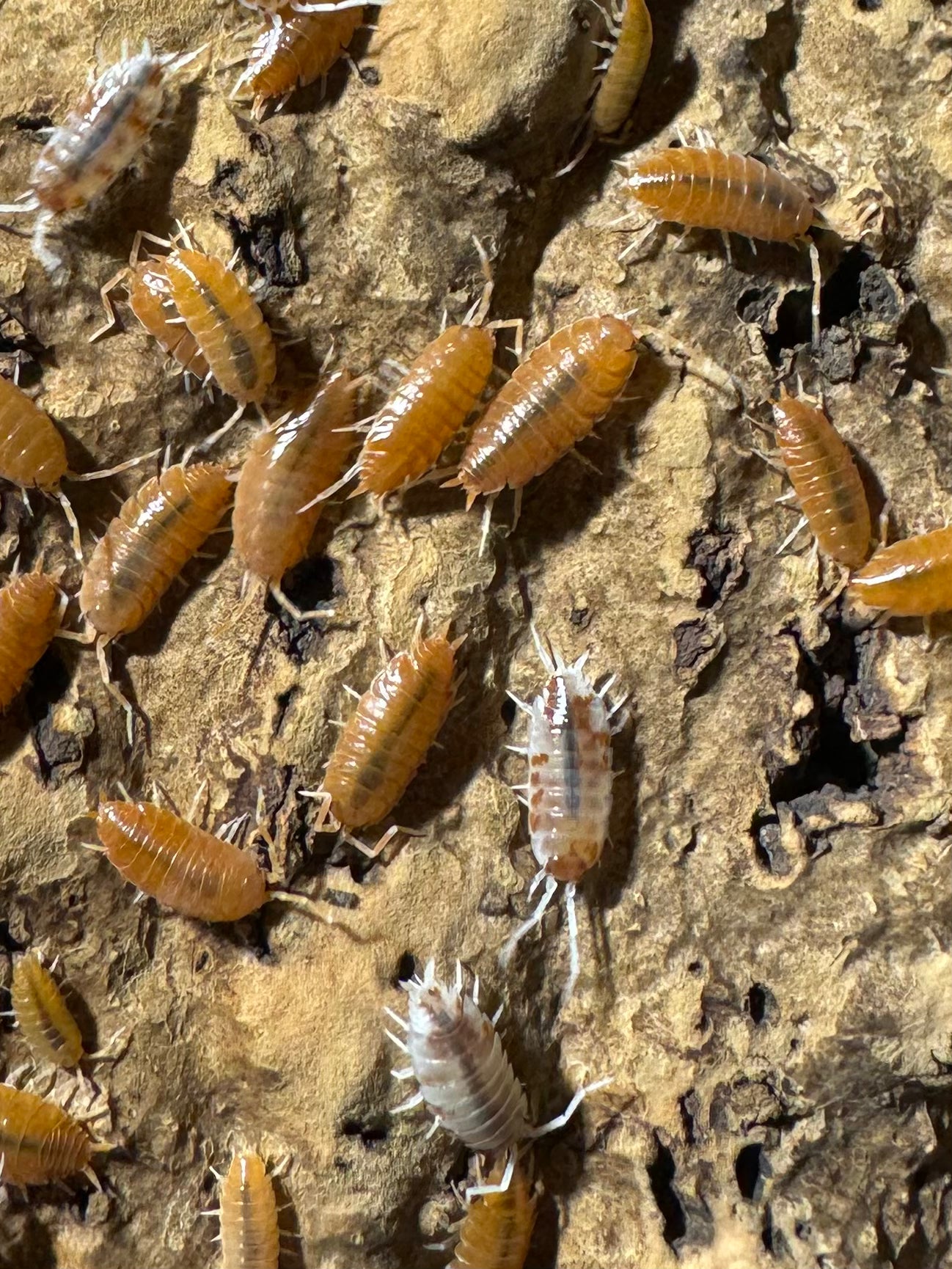 Porcellio Scaber “Candy Crush Mix”