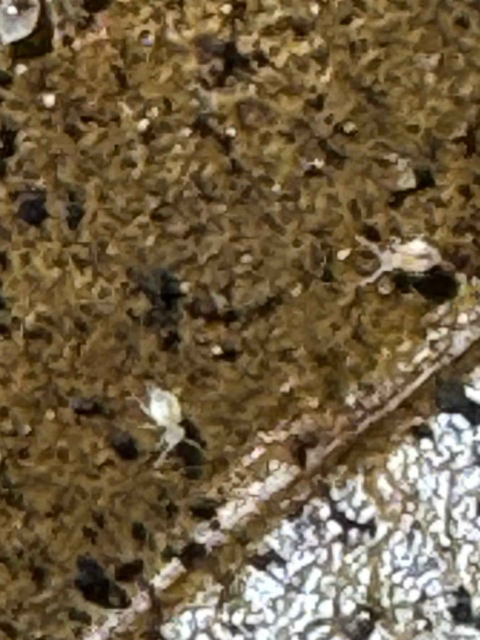 Arrhopaitide sp. Globular Cave
