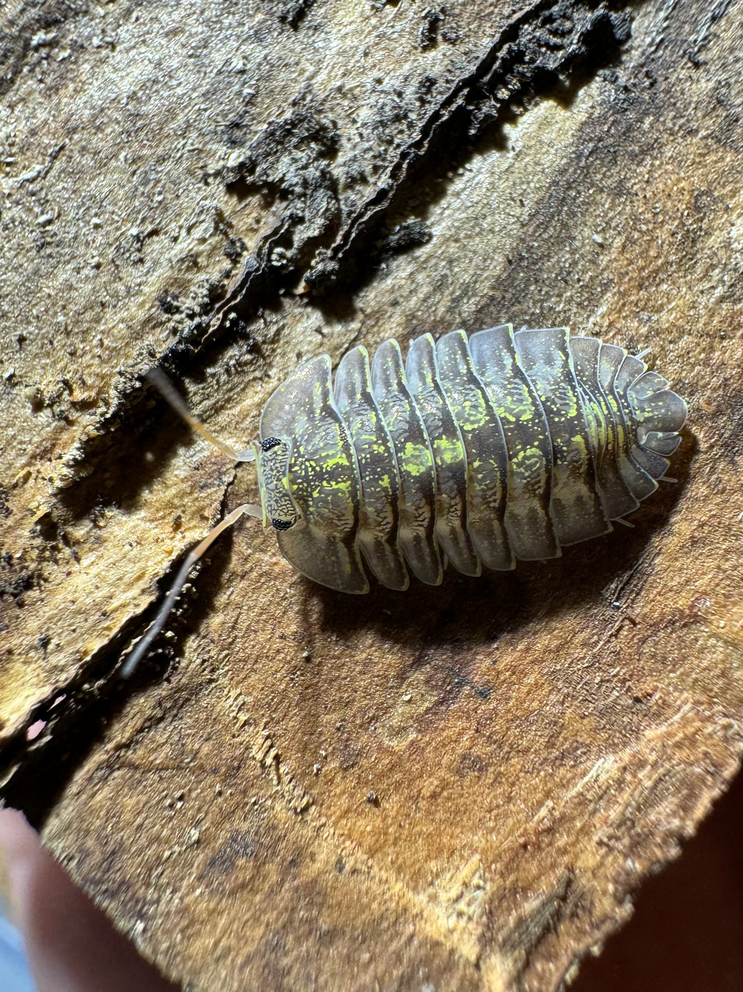 Cubaris Sp. Green Spots