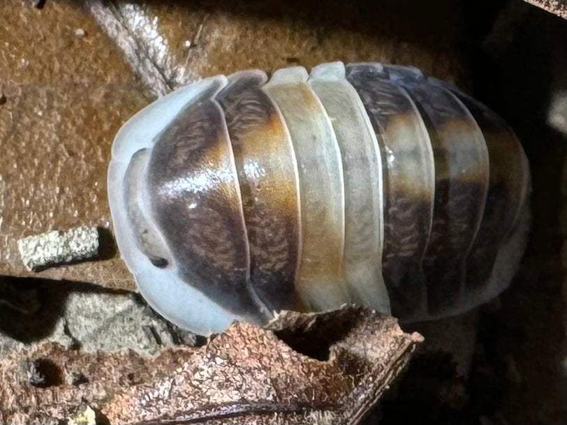Cubaris Sp. “Cappuccino”