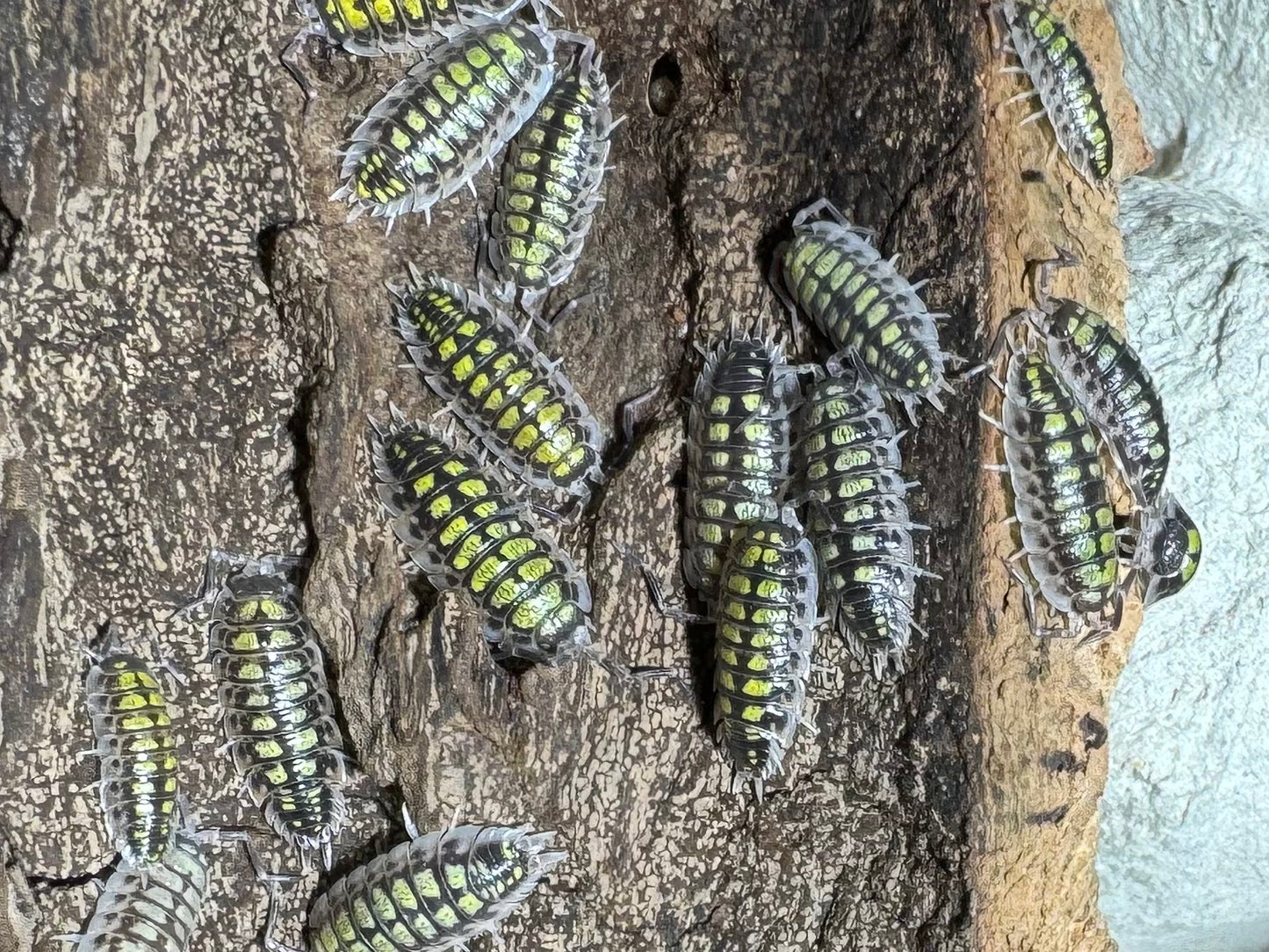 Porcellio Hassi High Yellow