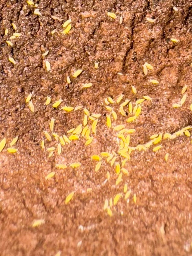 Ceratophysella Sp. “Yellow Albino” Springtails