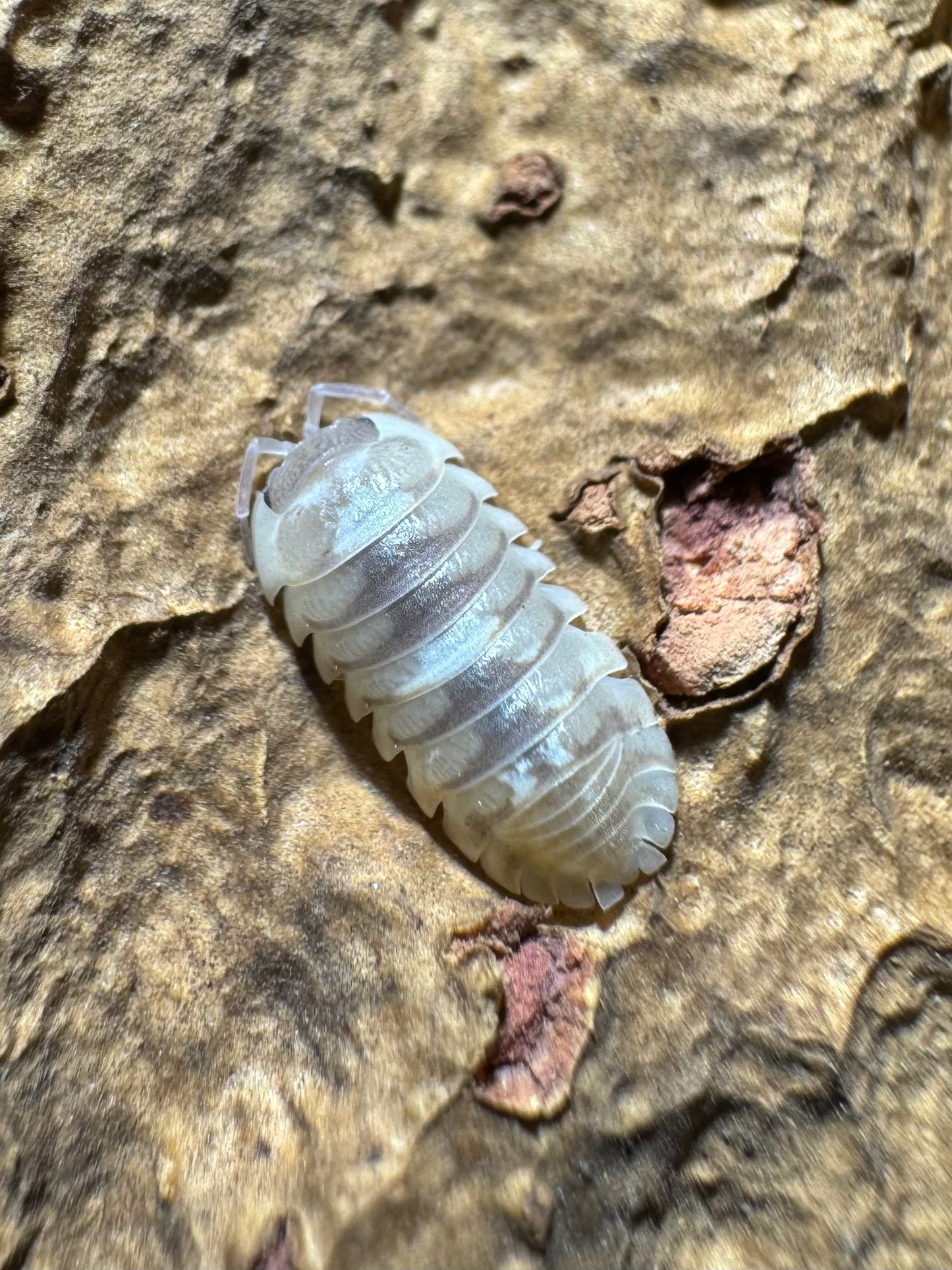 Armadillidium “Esponyoli Marbleized”