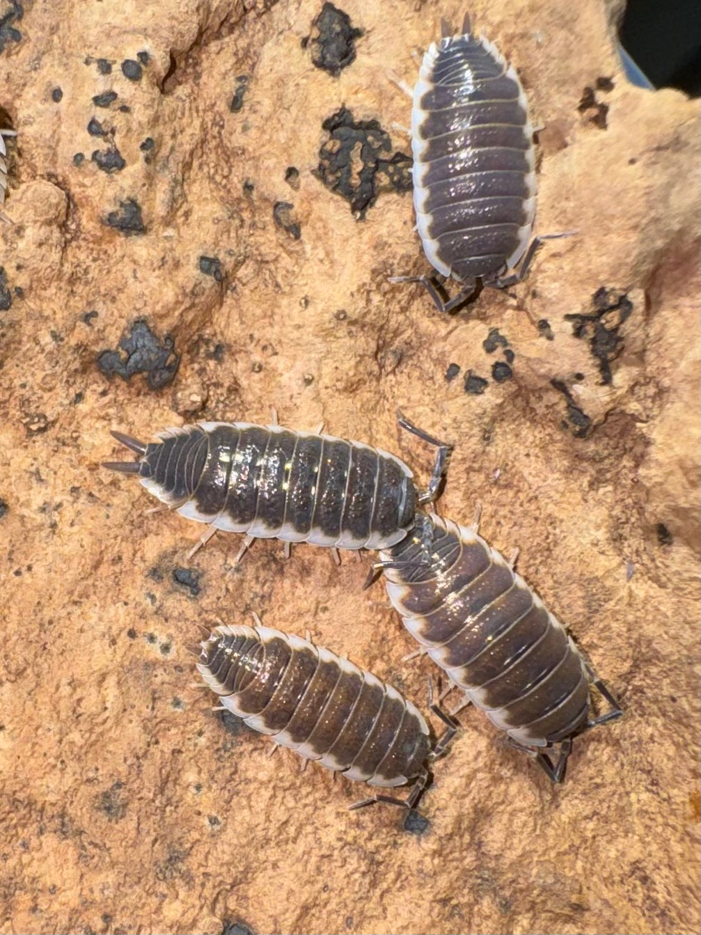 Porcellio sp. Sevilla