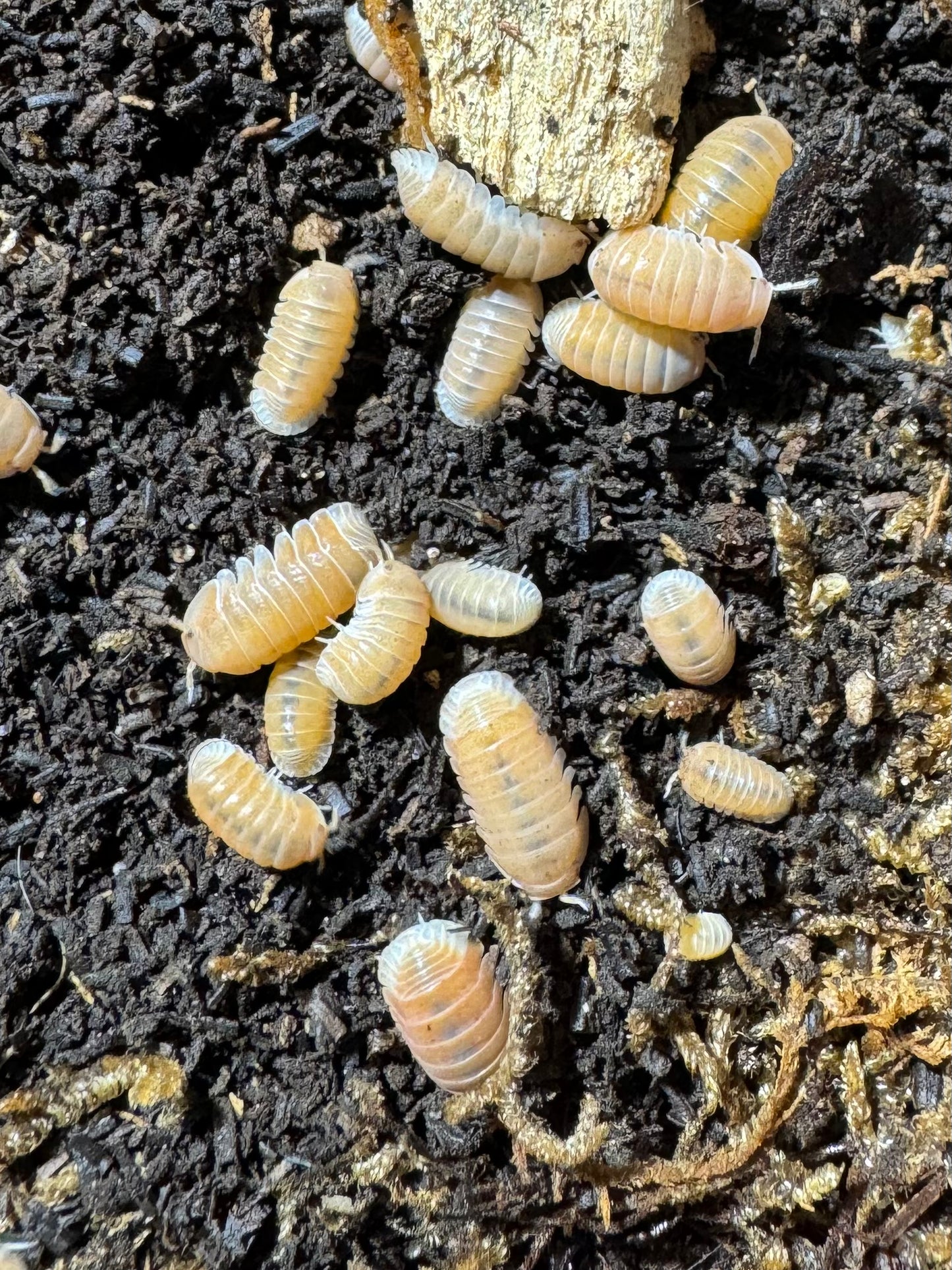 Cubaris Sp. “Citrus”