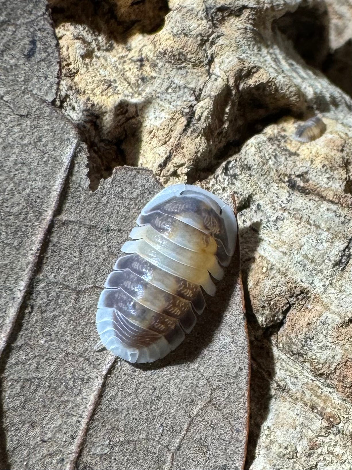 Cubaris Sp. “Cappuccino”