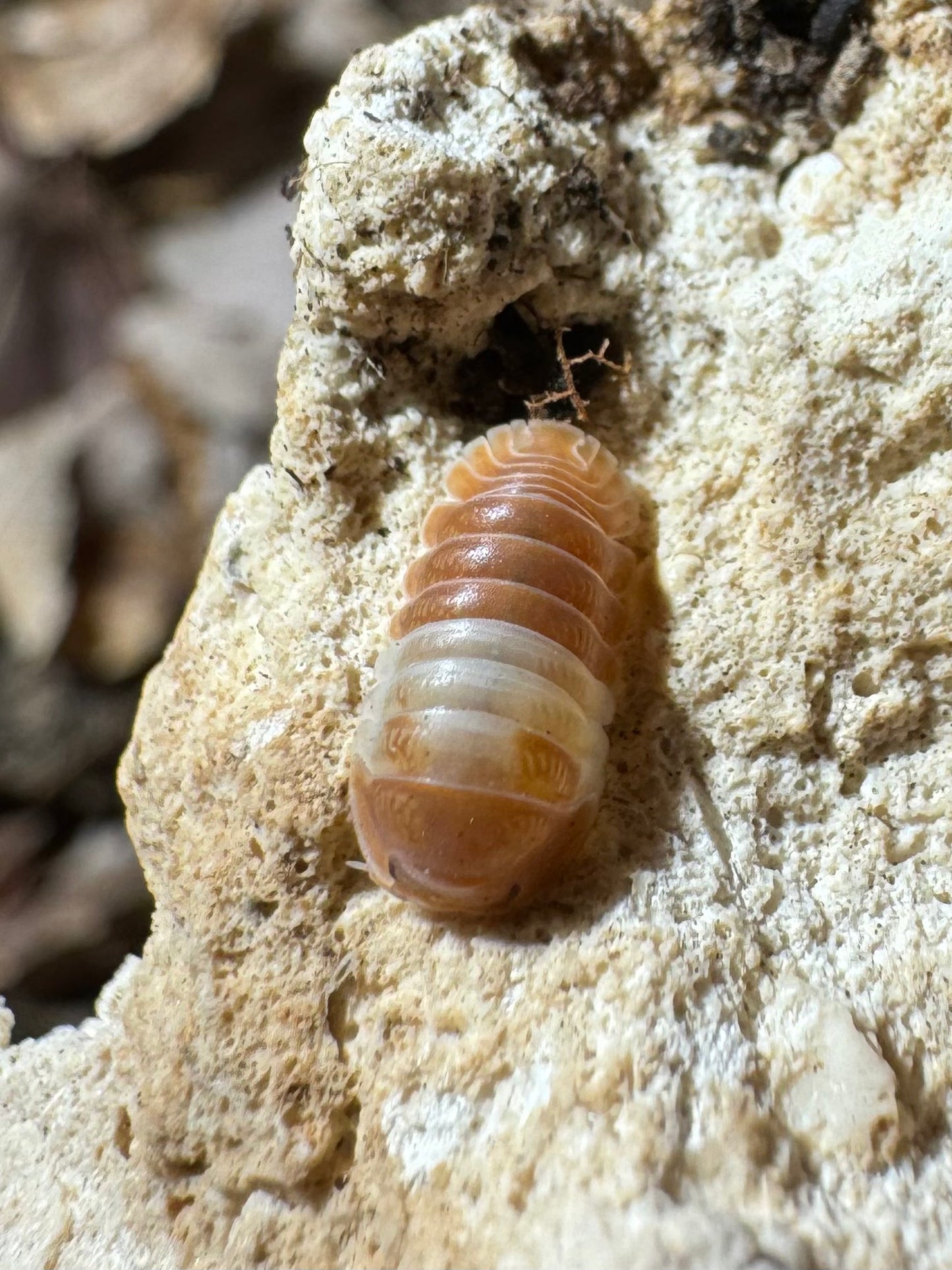Cubaris sp. Red Panda
