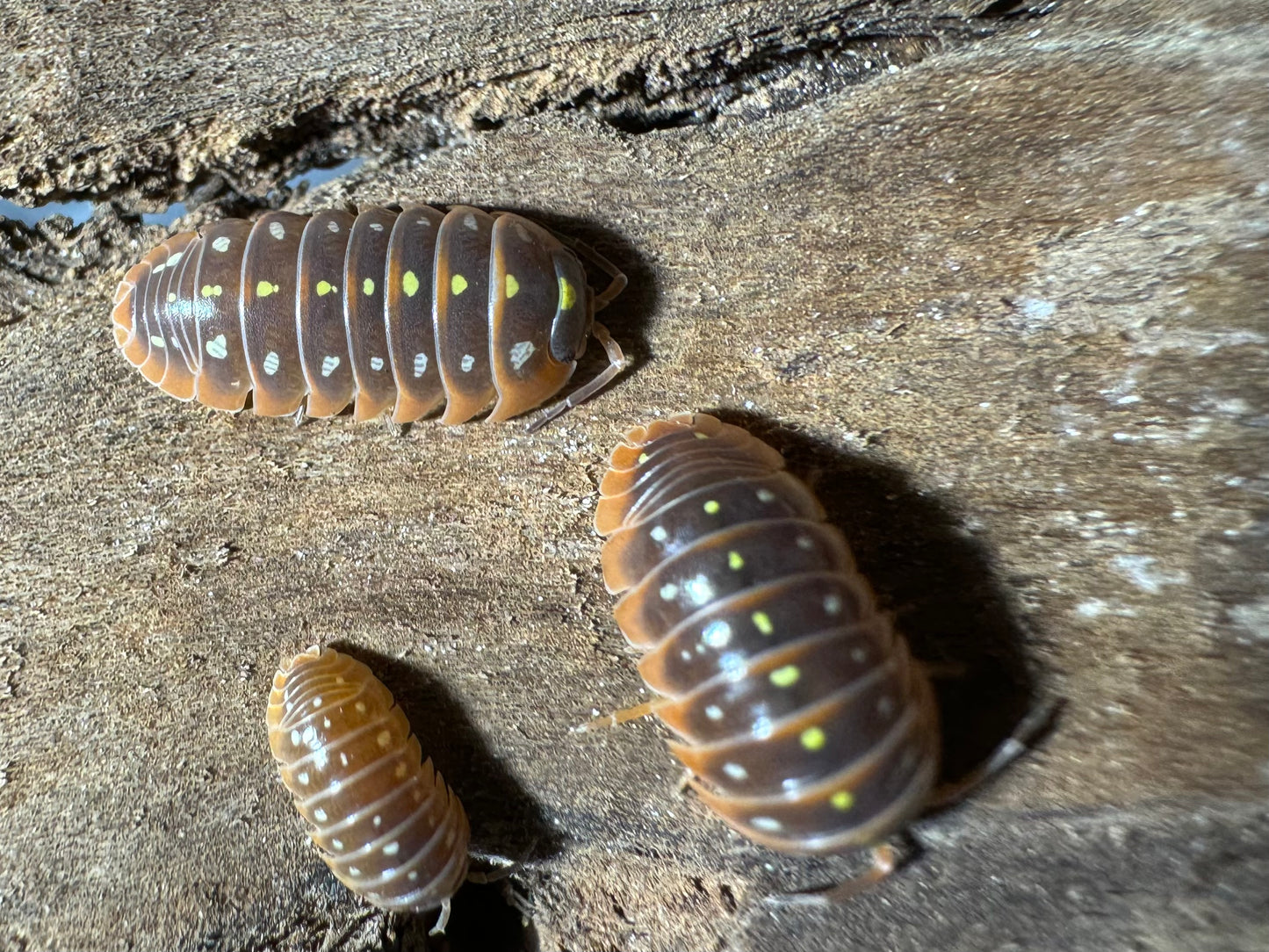 Armadillidium Klugii Culture - "Montenegro Clown Isopod"