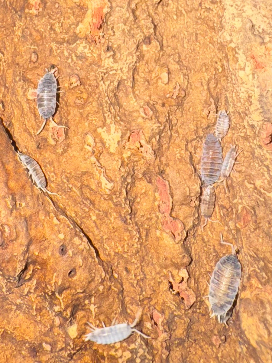 Porcellionides Pruinosus “Oreo Crumble”