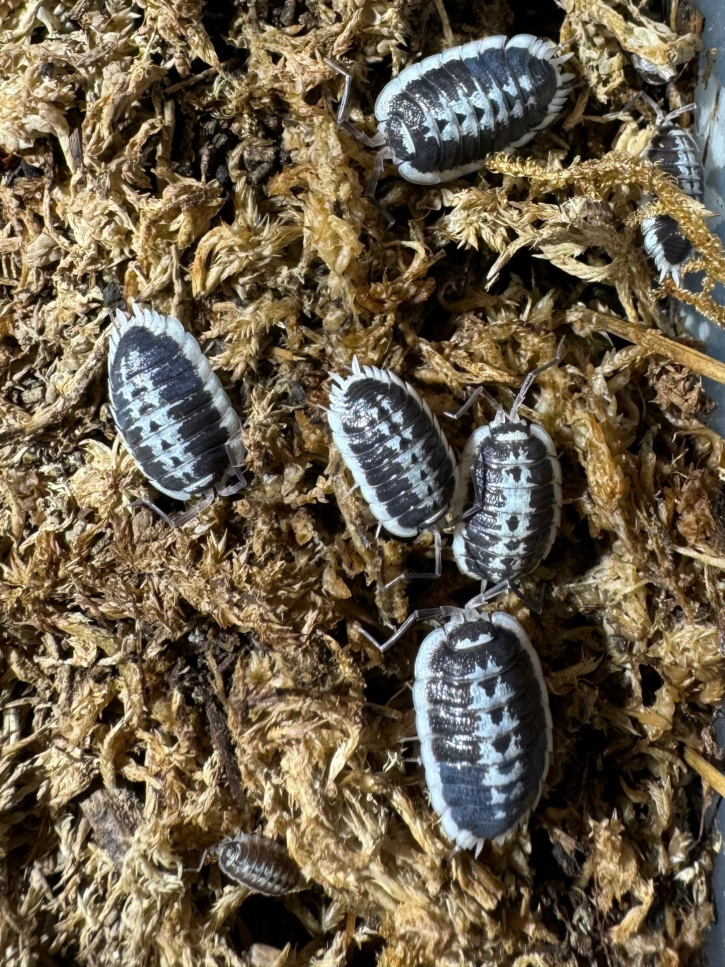 PORCELLIO FLAVOMARGINATUS