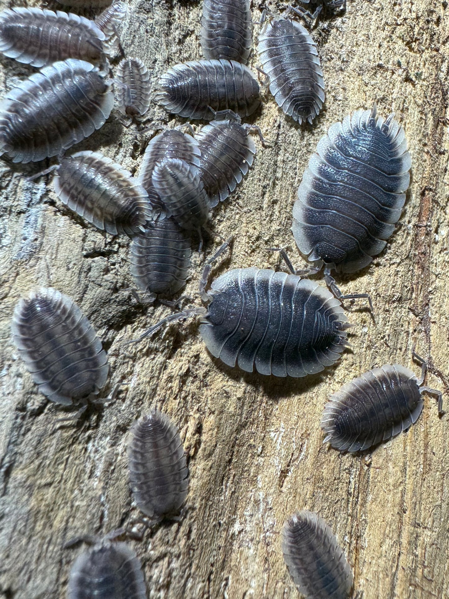 Porcellio Werneri