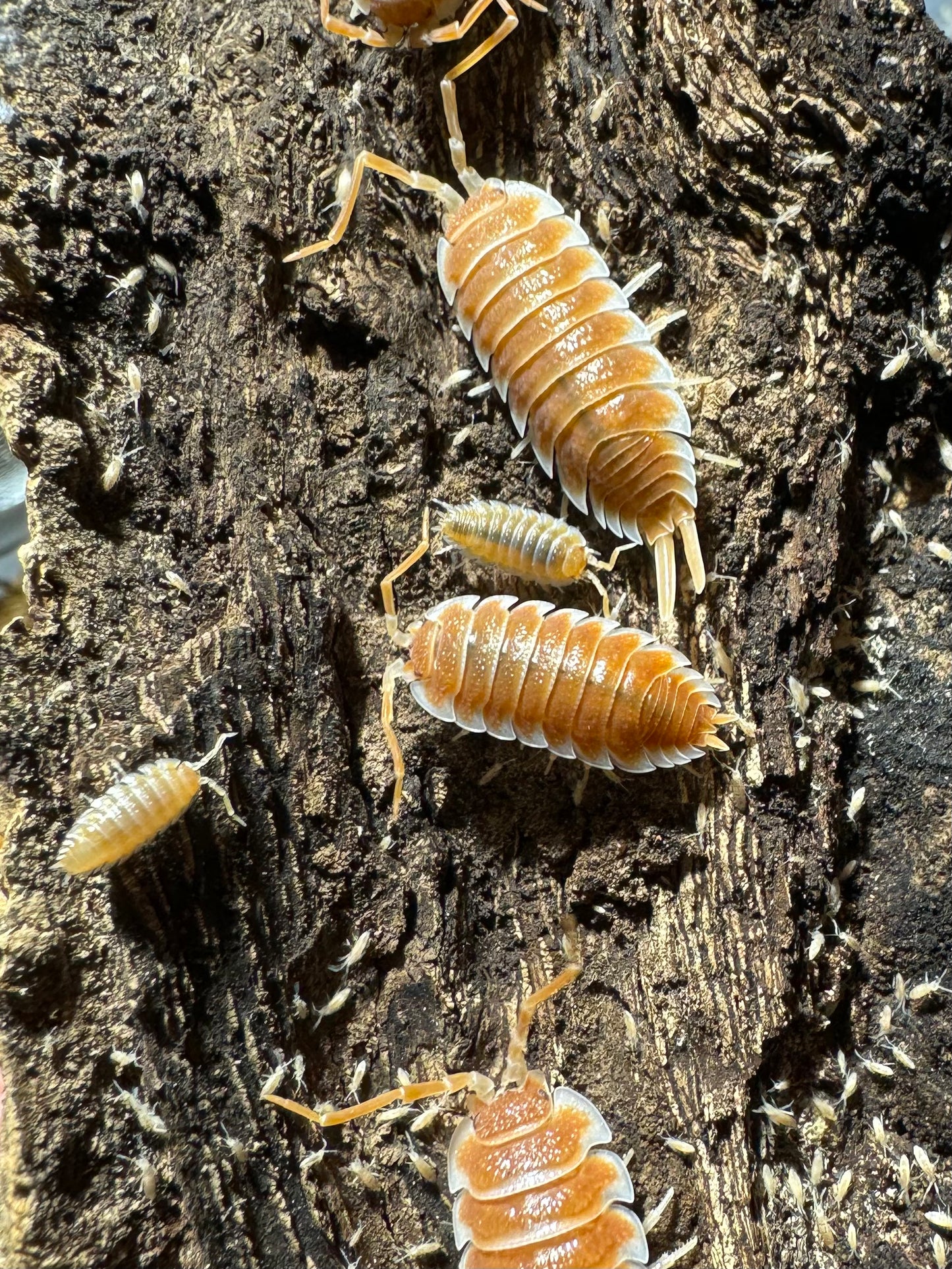 Porcellio Hoffmanseggi “Orange”
