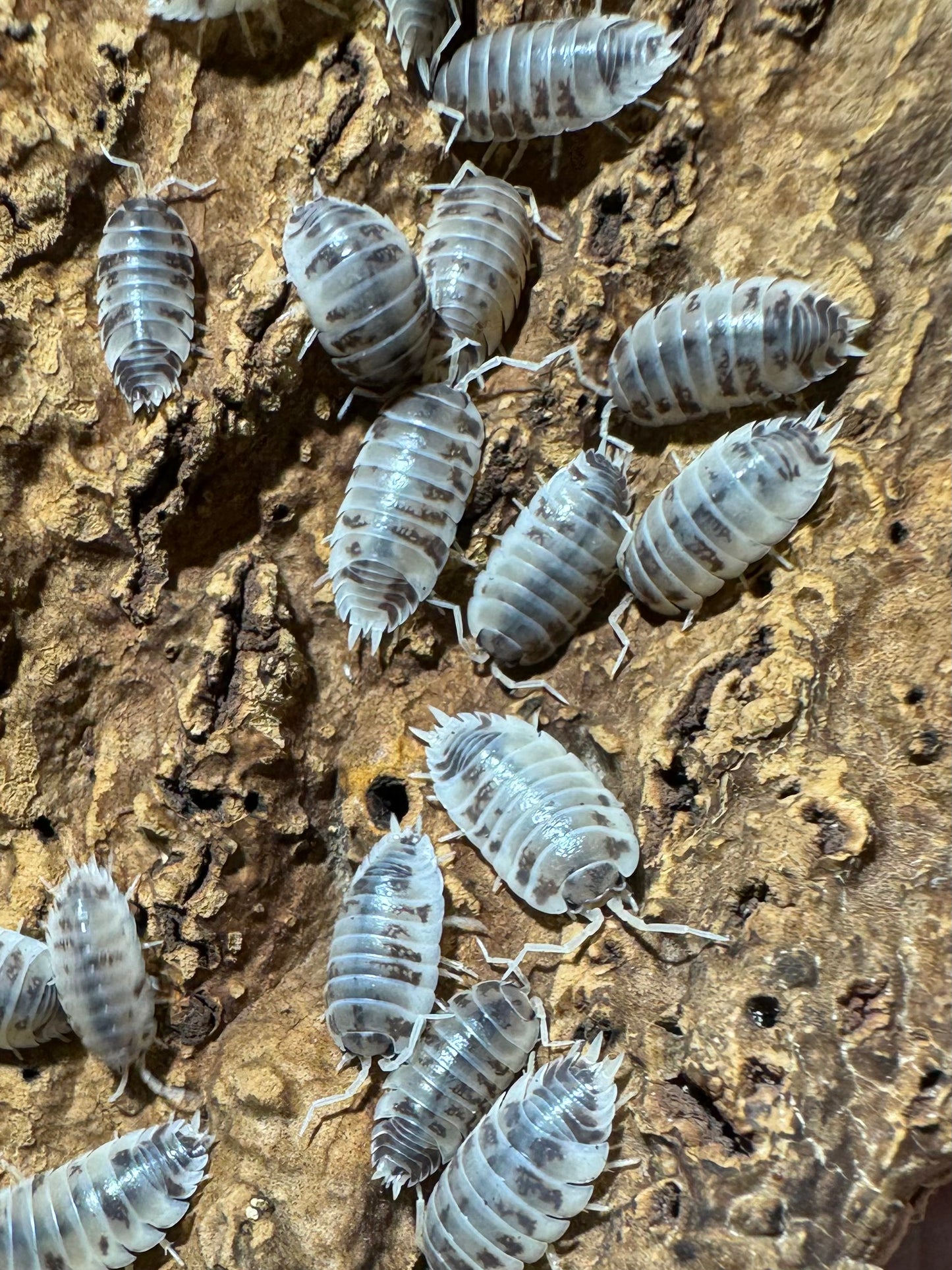 Porcellio Laevis “Dairy Cow”