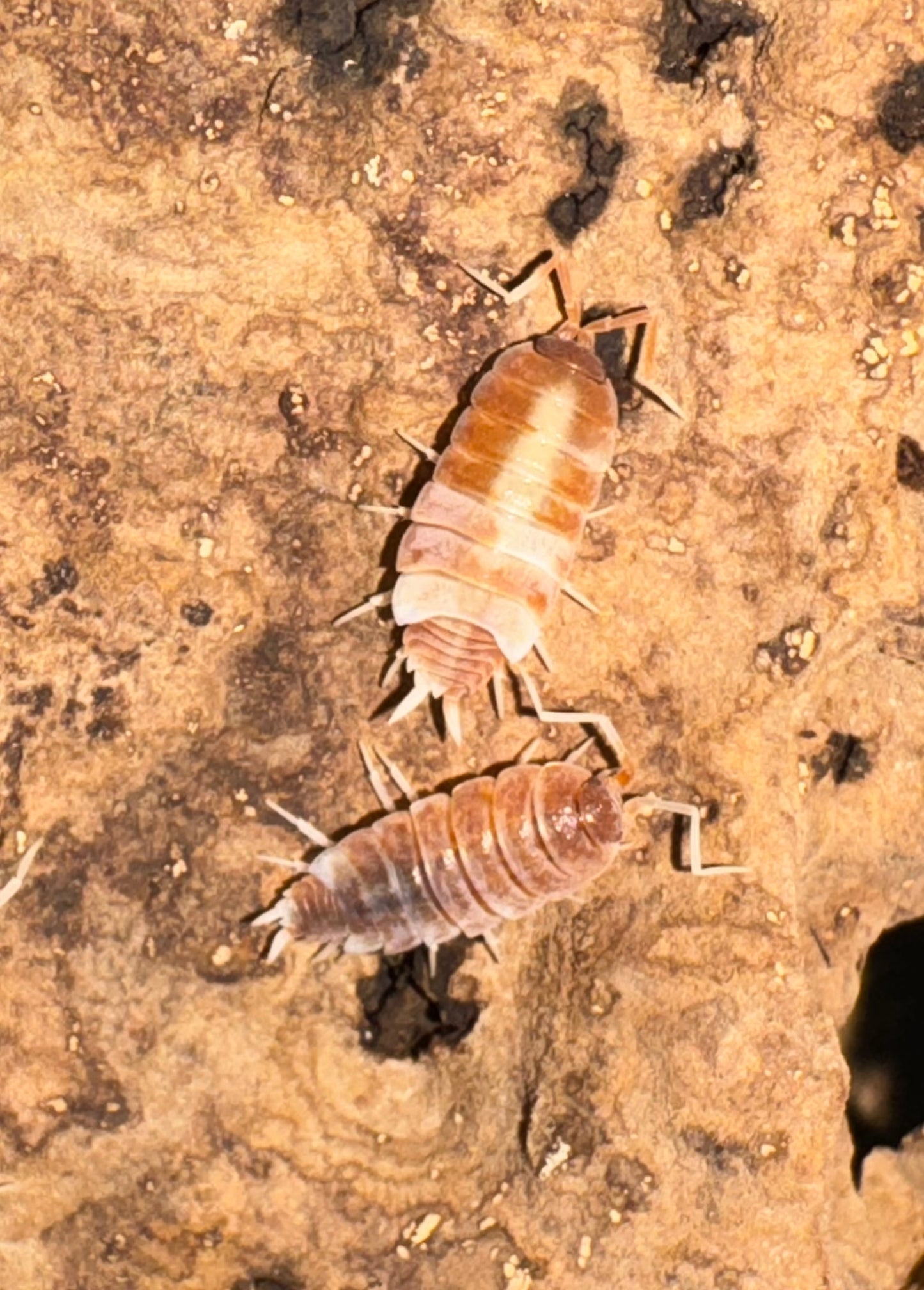 Porcellio Scaber “Red Koi”