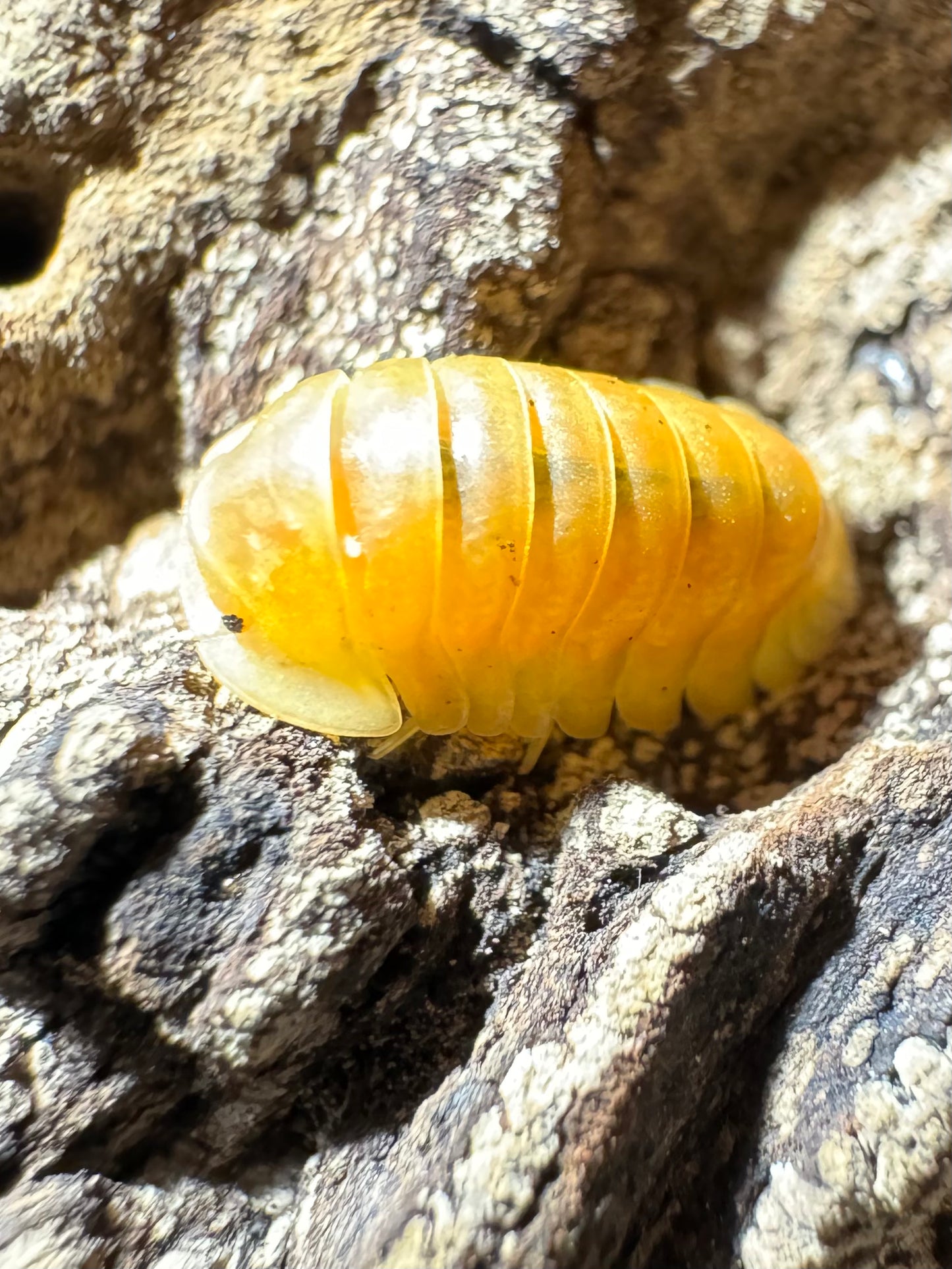 Cubaris Blonde Rubber Duckie