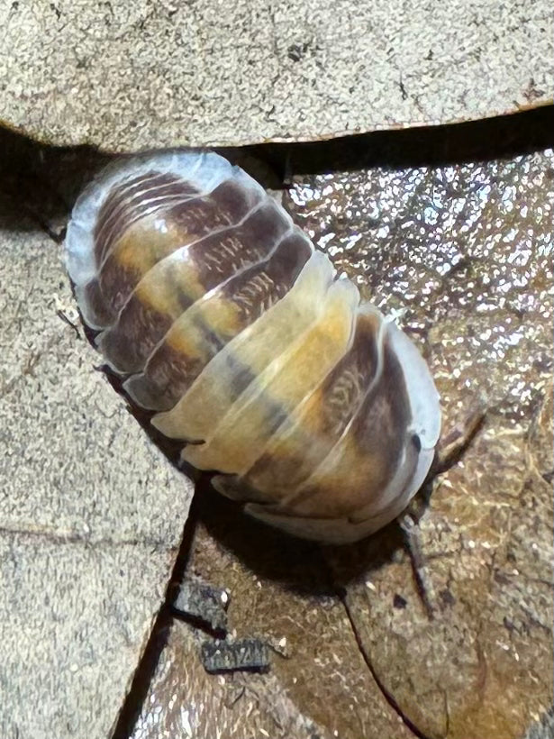 Cubaris Sp. “Cappuccino”