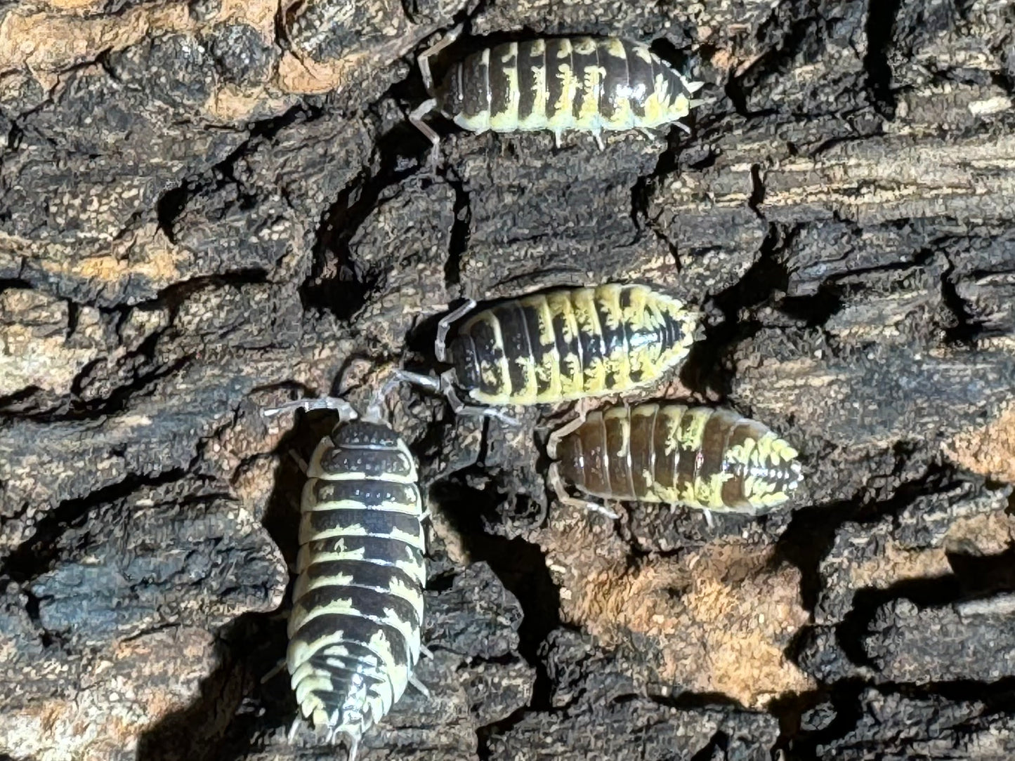 Porcellio Oranatus High Yellow