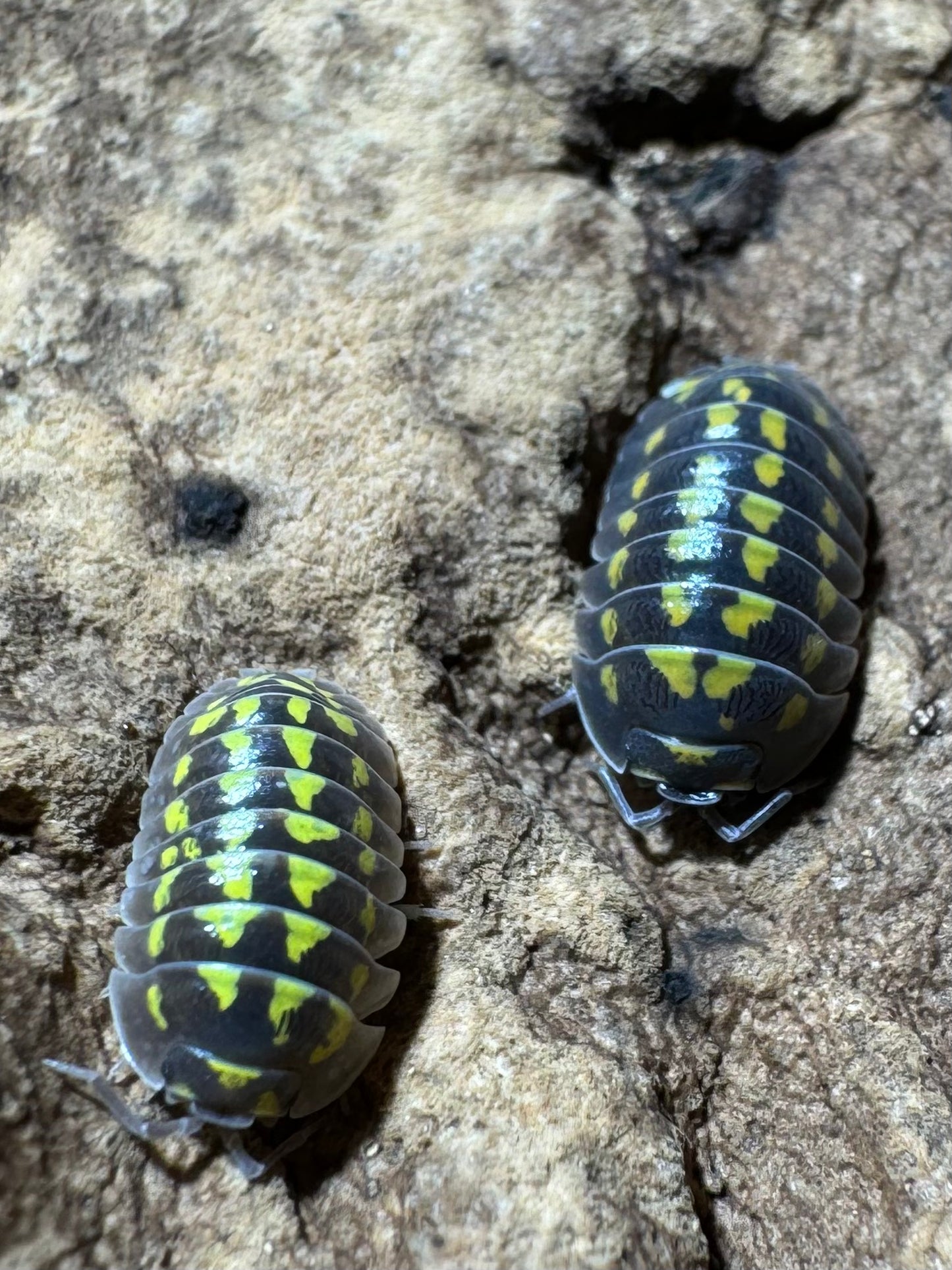 Armadillidium “Gestroi”