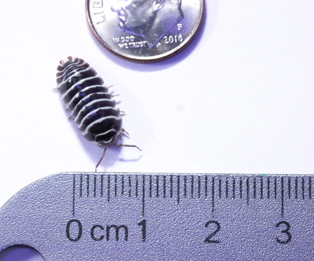 Armadillidium Maculatum Culture - "Zebra"