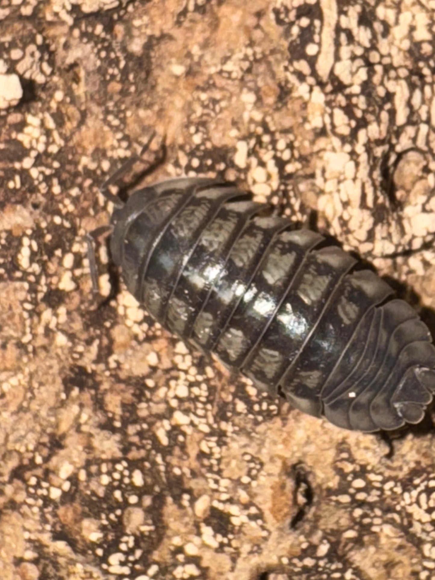 Armadillidium Nasatum Grey
