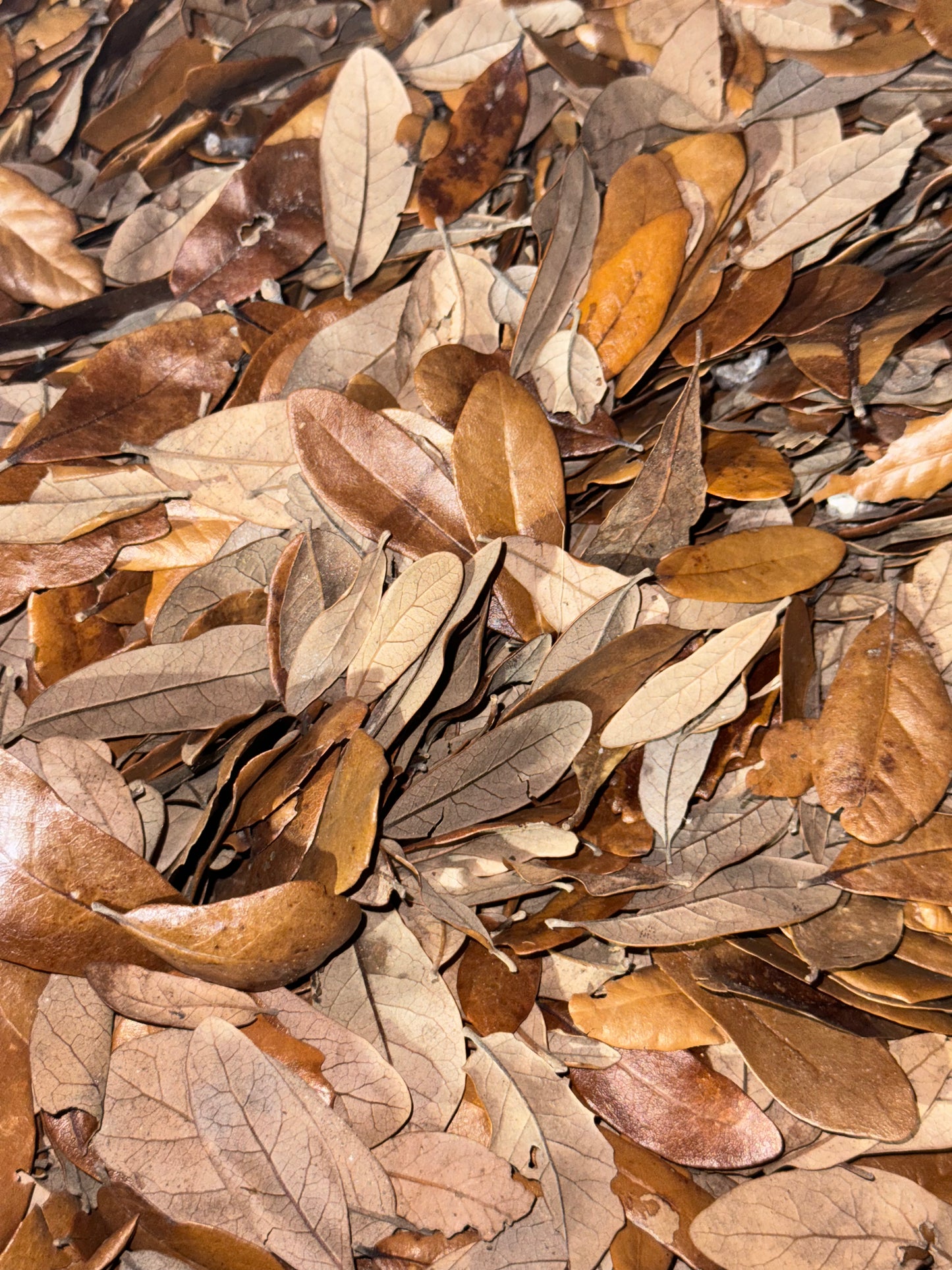 Live Oak Leaves