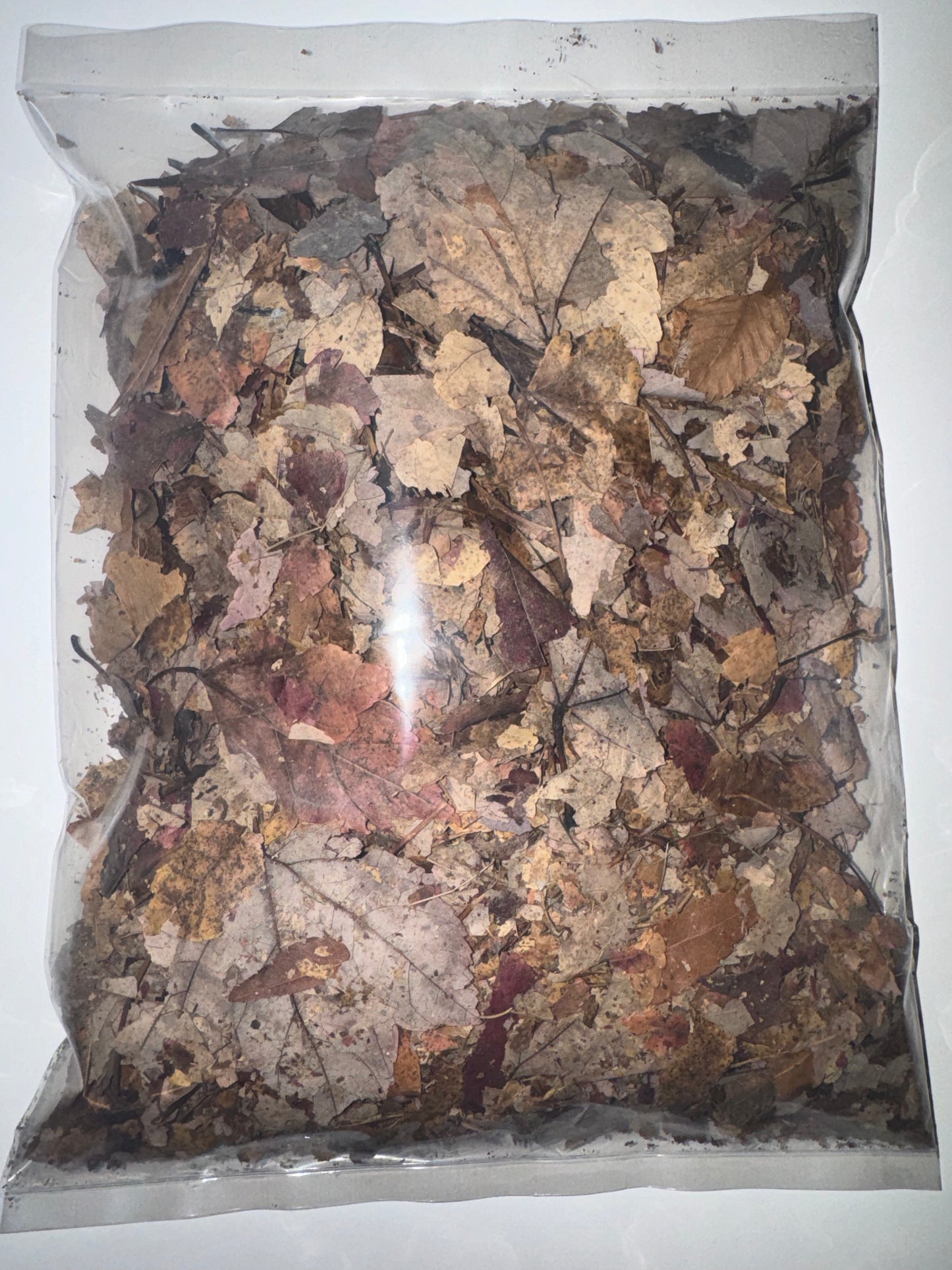 Sugar Maple Leaves (mulched)