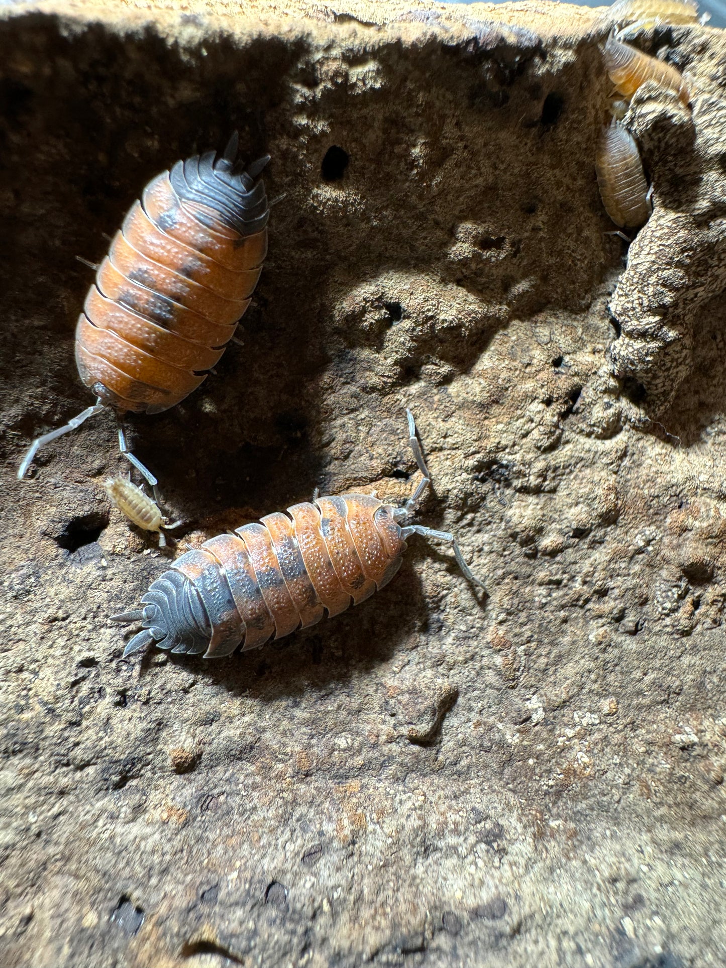 Porcellio Scaber “Lava”