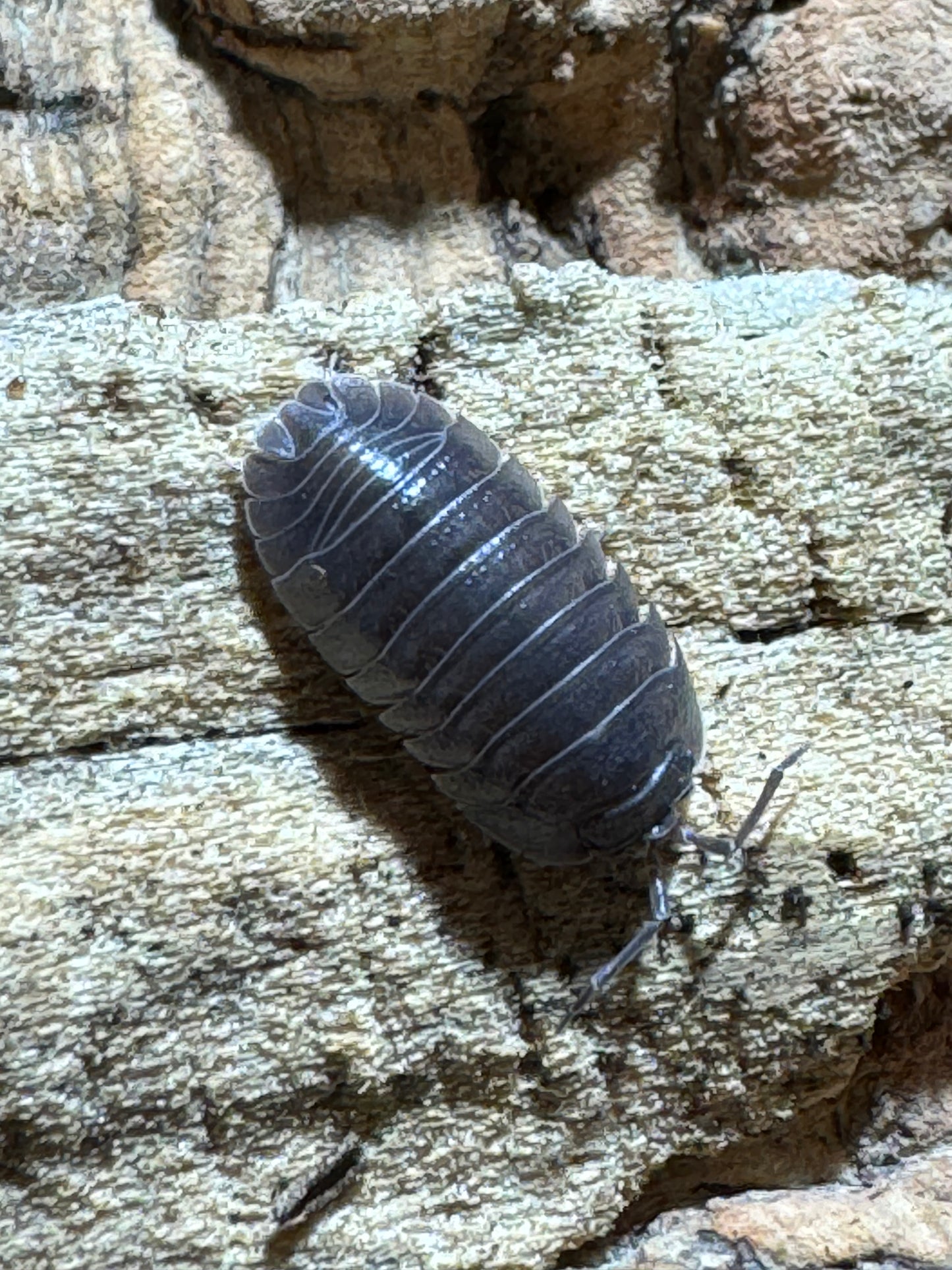 Armadillo Officinalis “Israel’s”