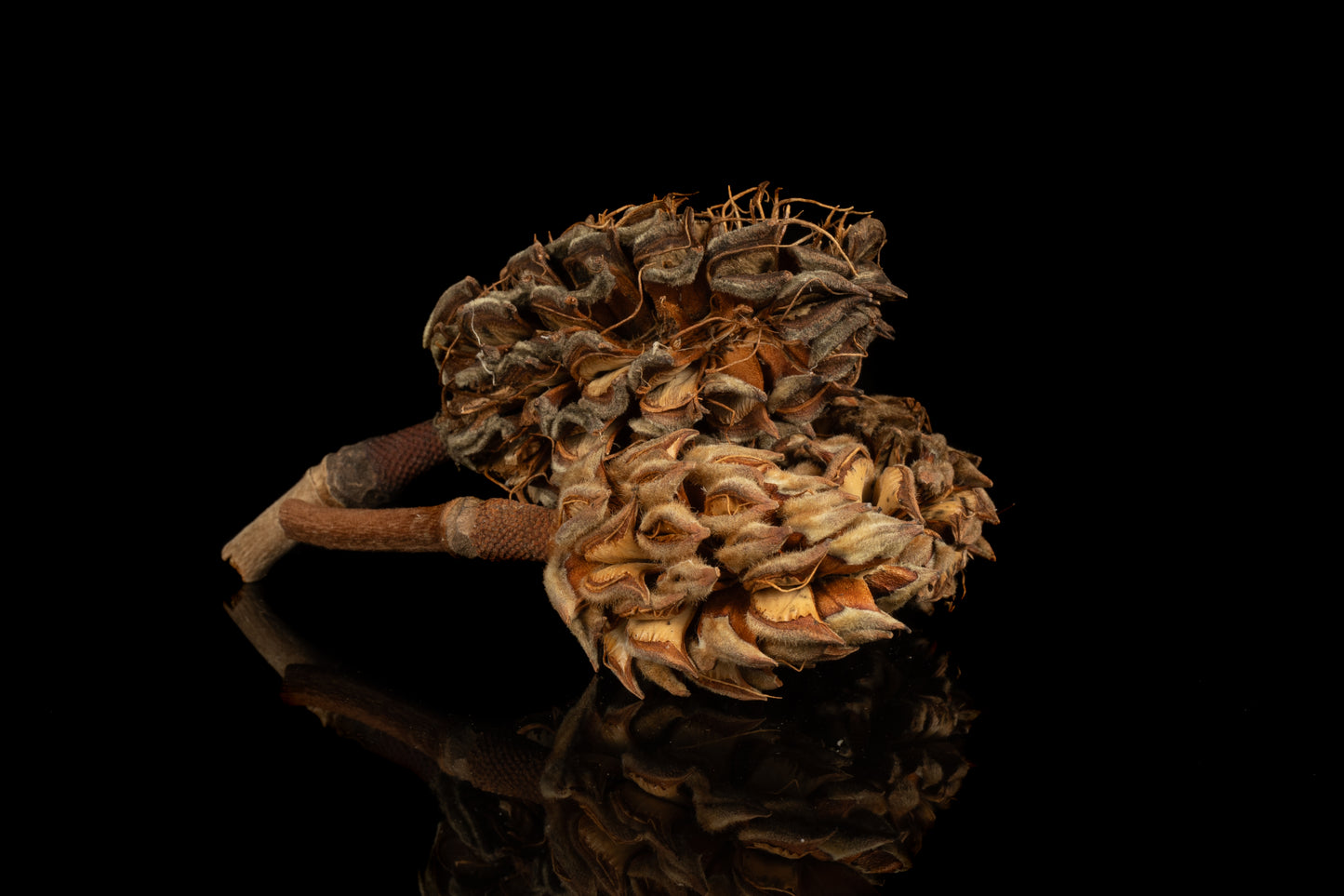 Magnolia Seed Pods